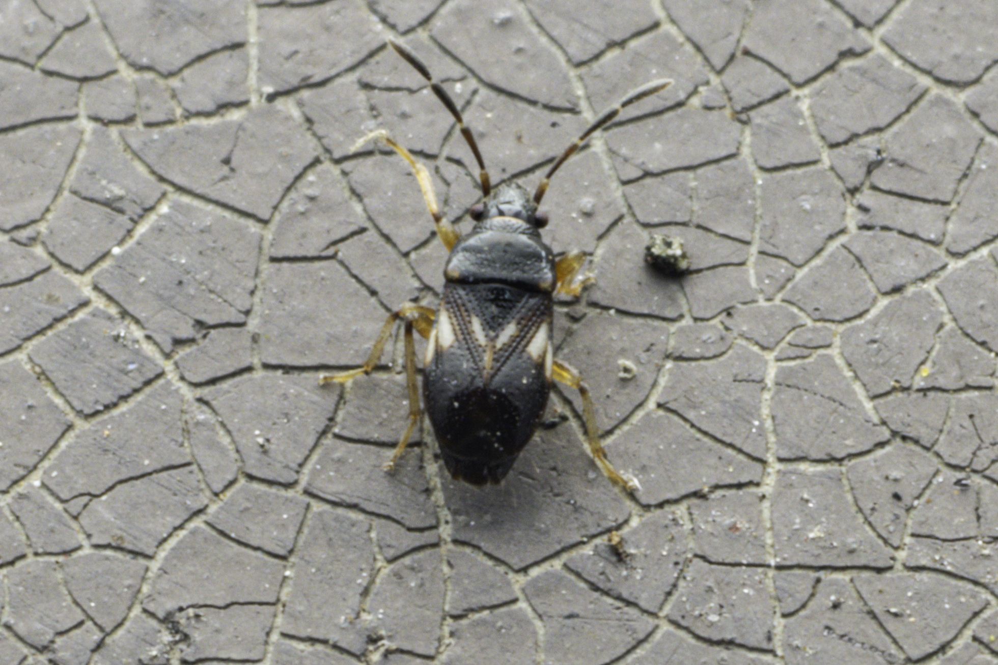 Diniella