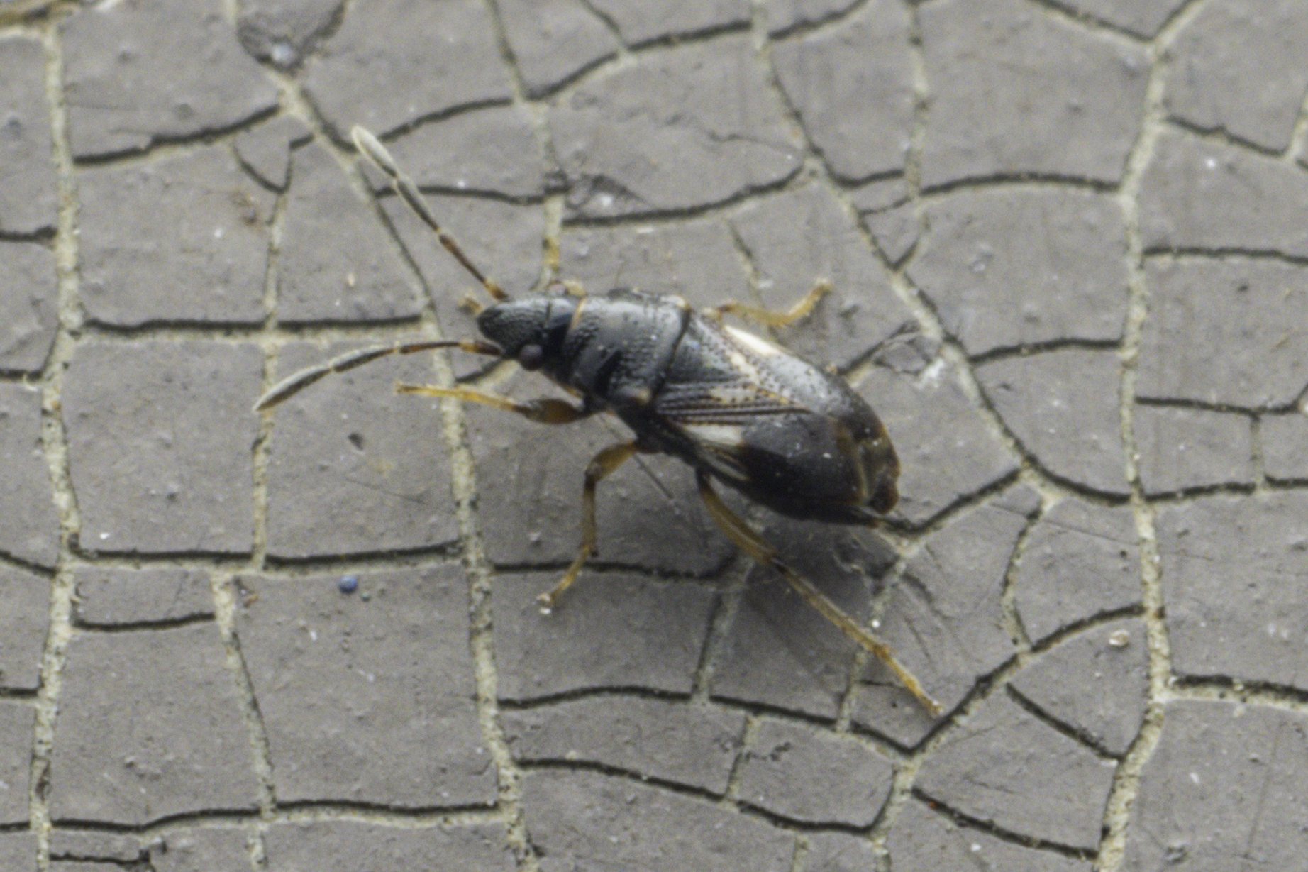 Diniella