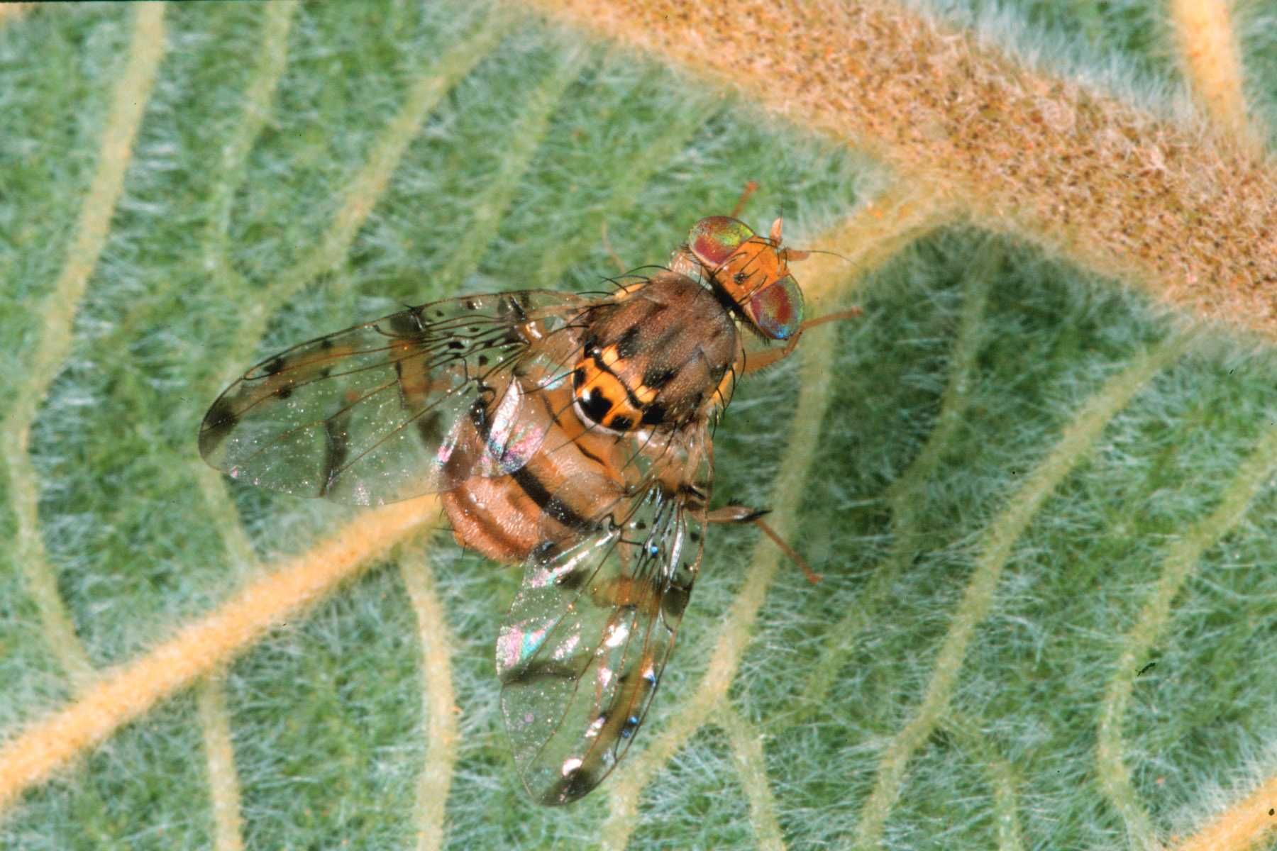 Ceratitis fasciventris