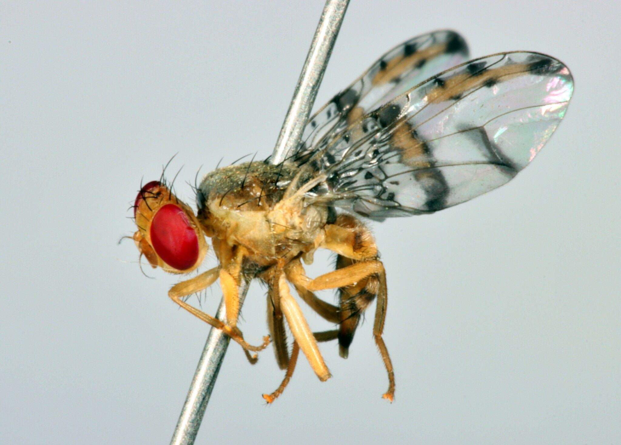 Ceratitis fasciventris