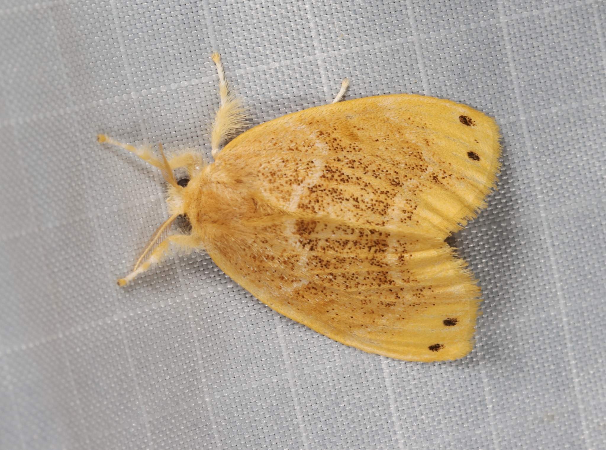 Euproctis pseudoconspersa