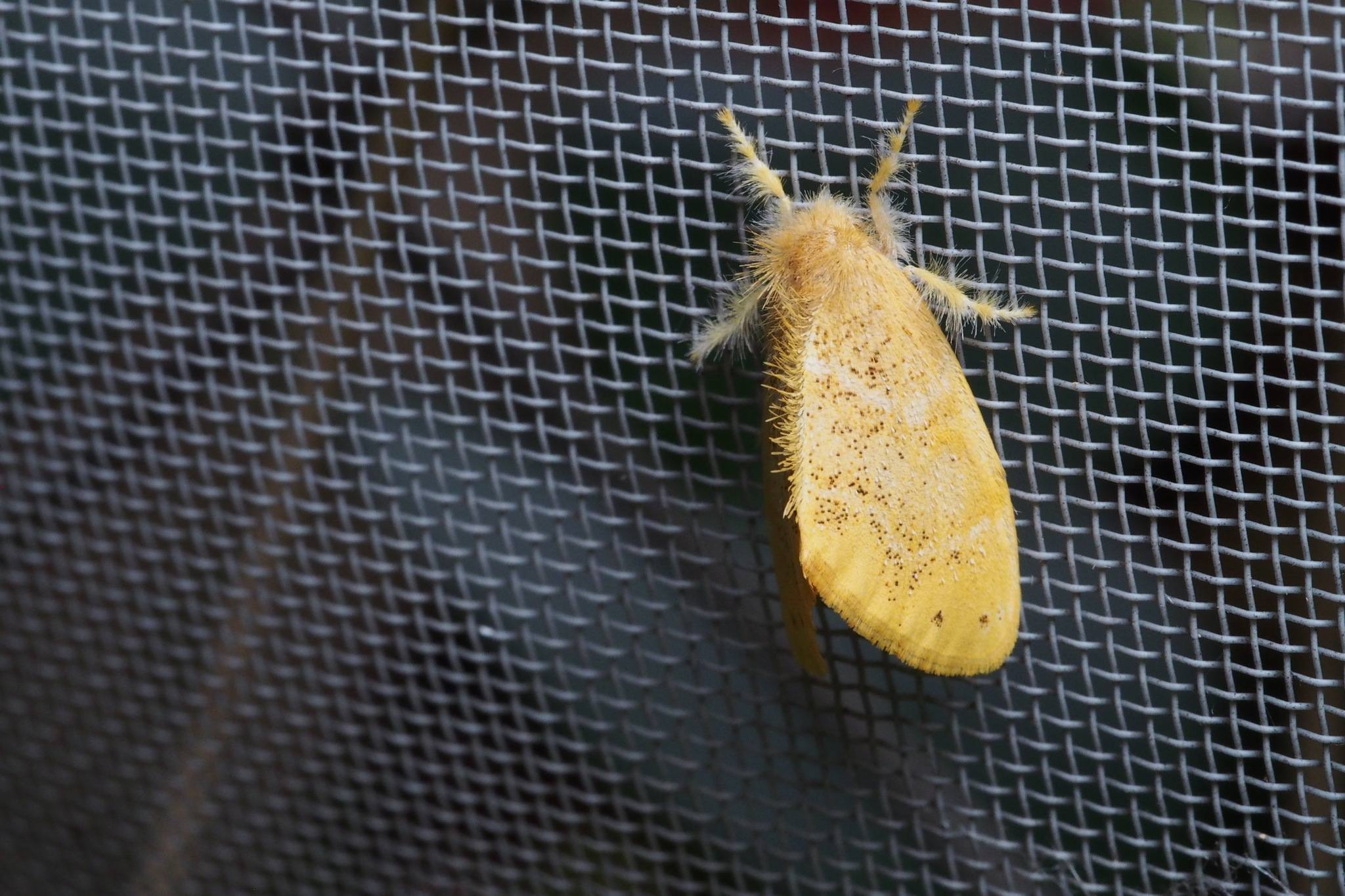 Euproctis pseudoconspersa