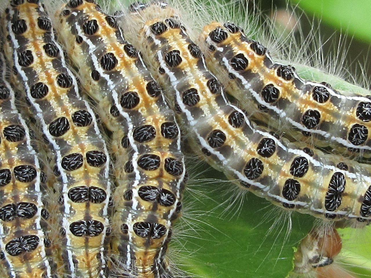 Euproctis pseudoconspersa
