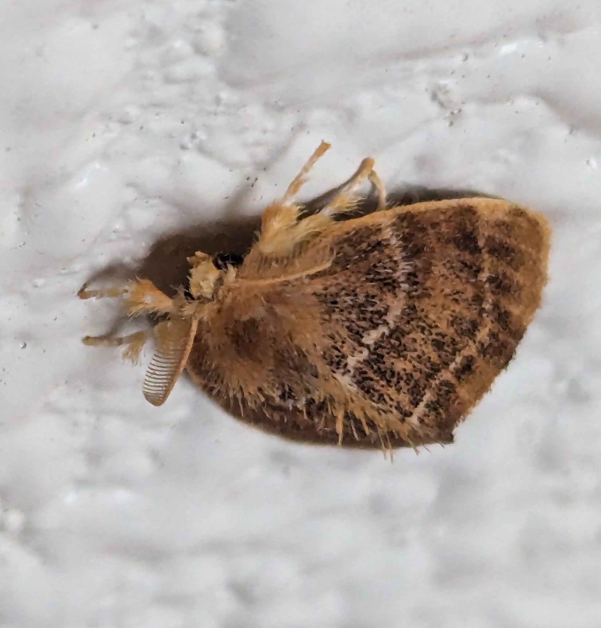 Euproctis pseudoconspersa