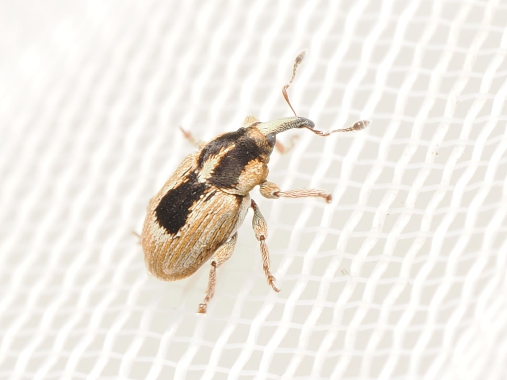 Sibinia phalerata
