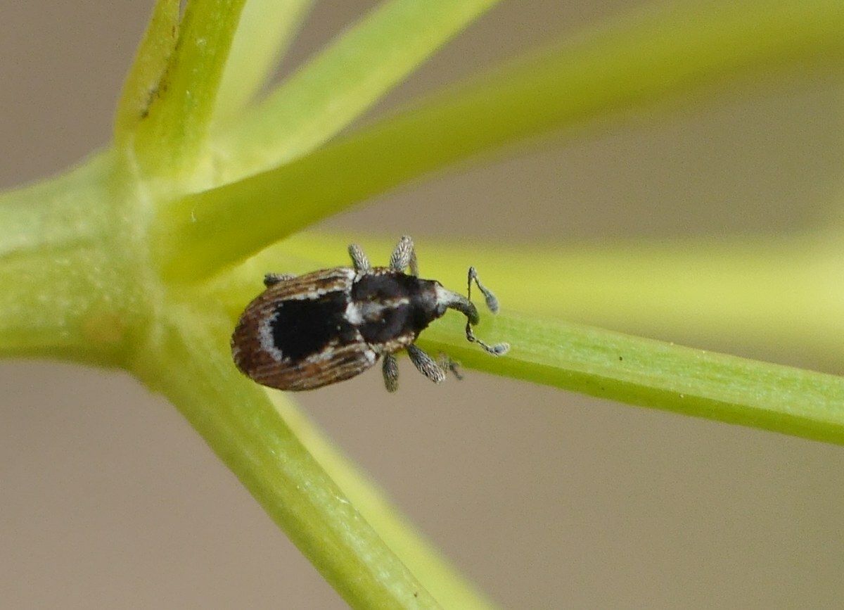 Sibinia phalerata