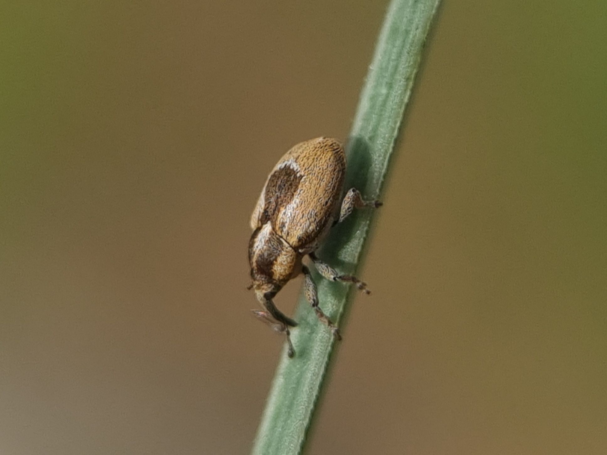 Sibinia phalerata