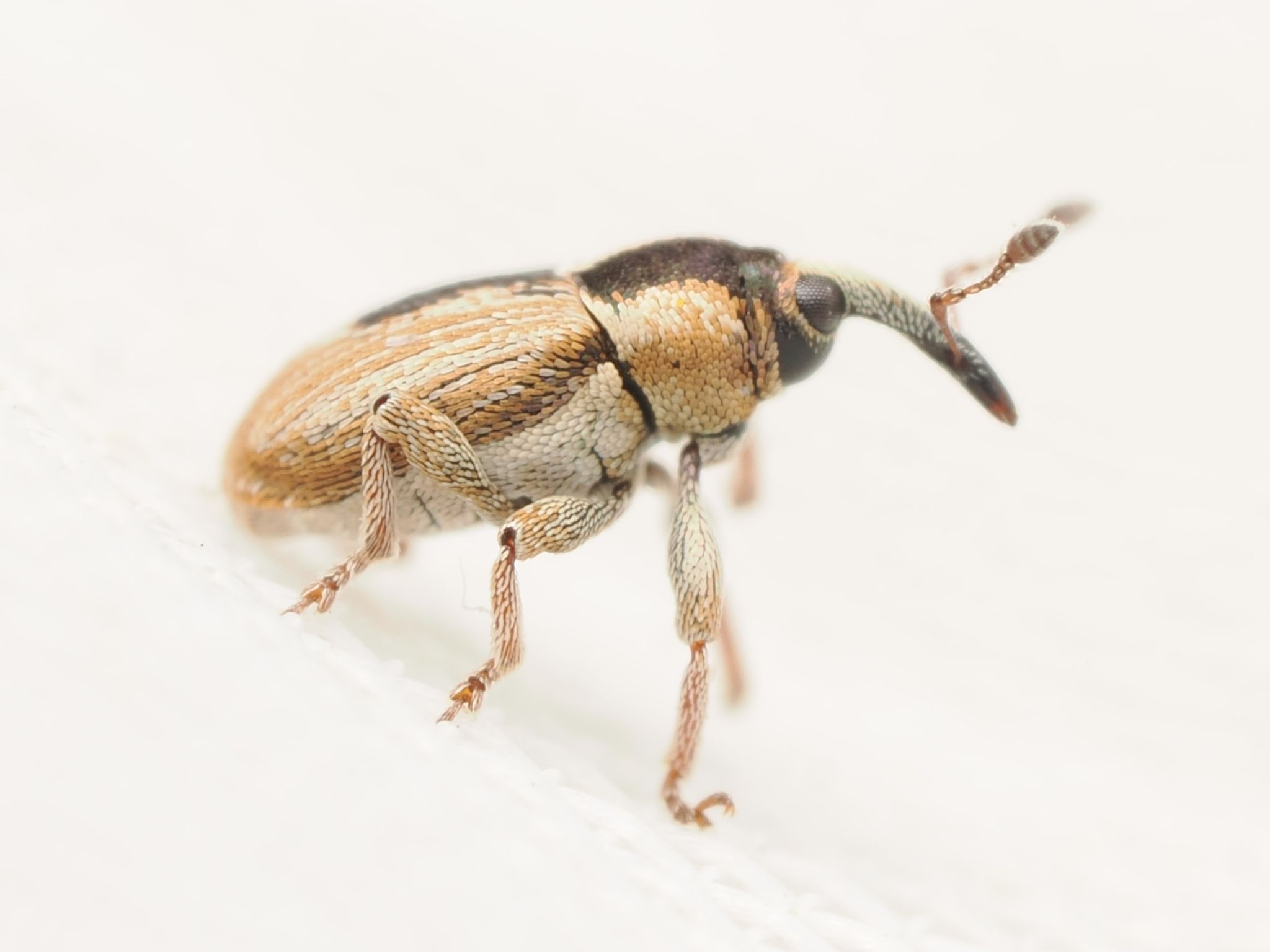 Sibinia phalerata