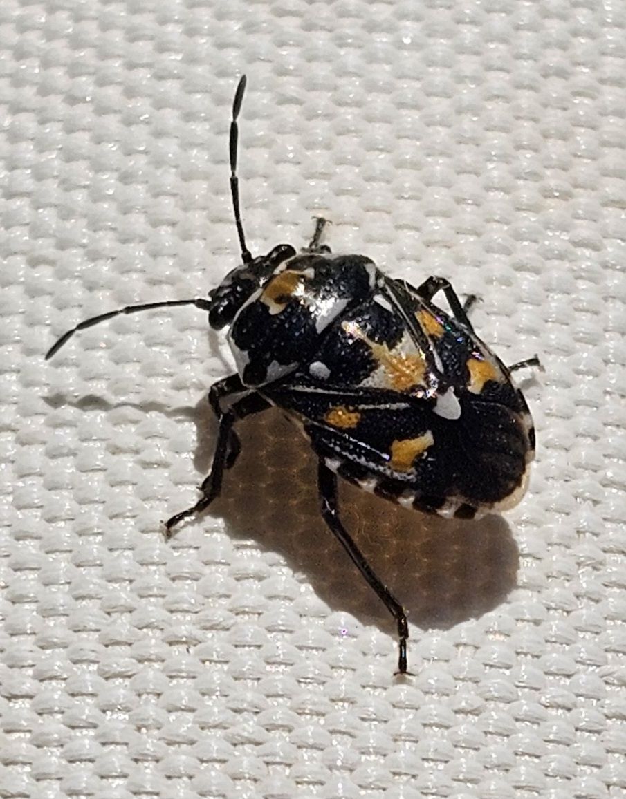 Stenozygum coloratum