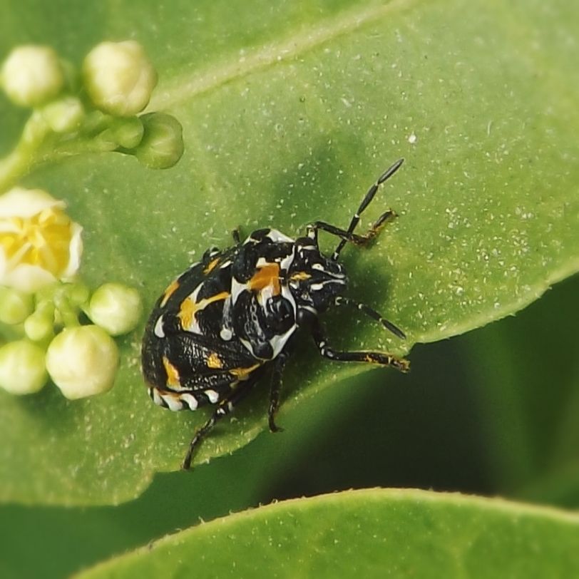 Stenozygum coloratum