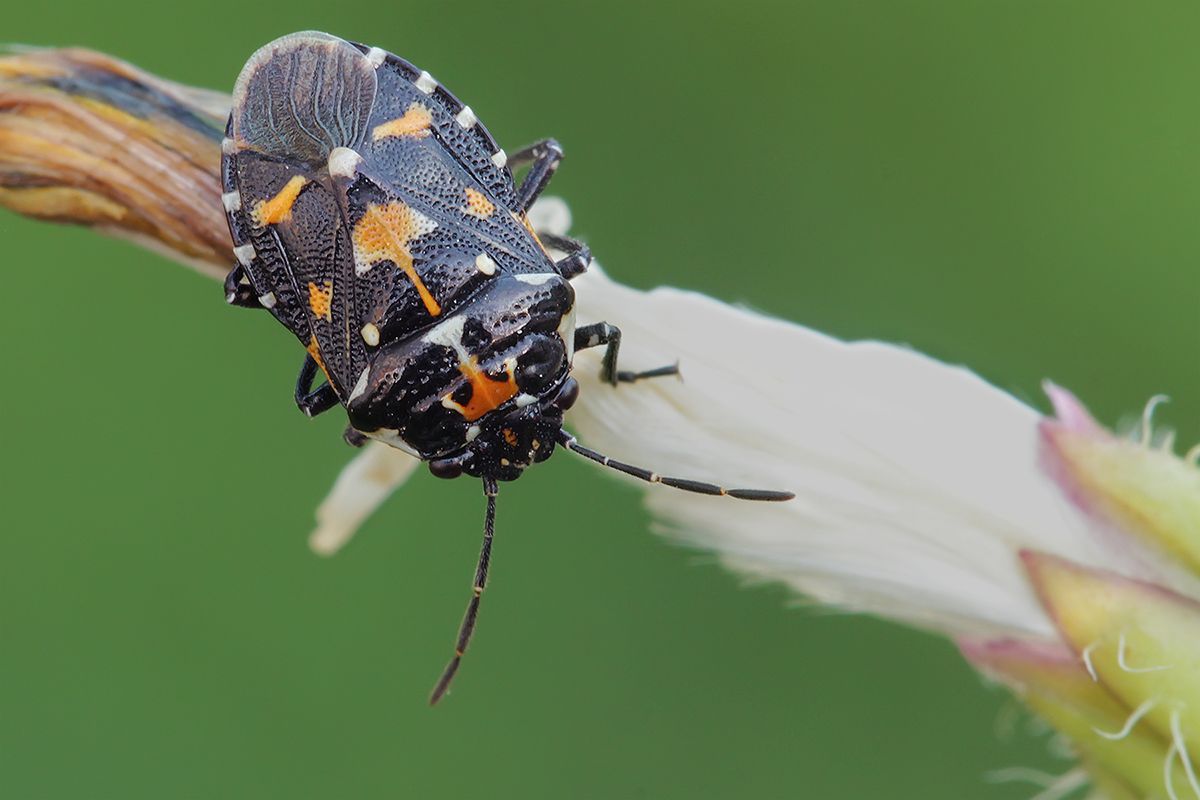 Stenozygum coloratum