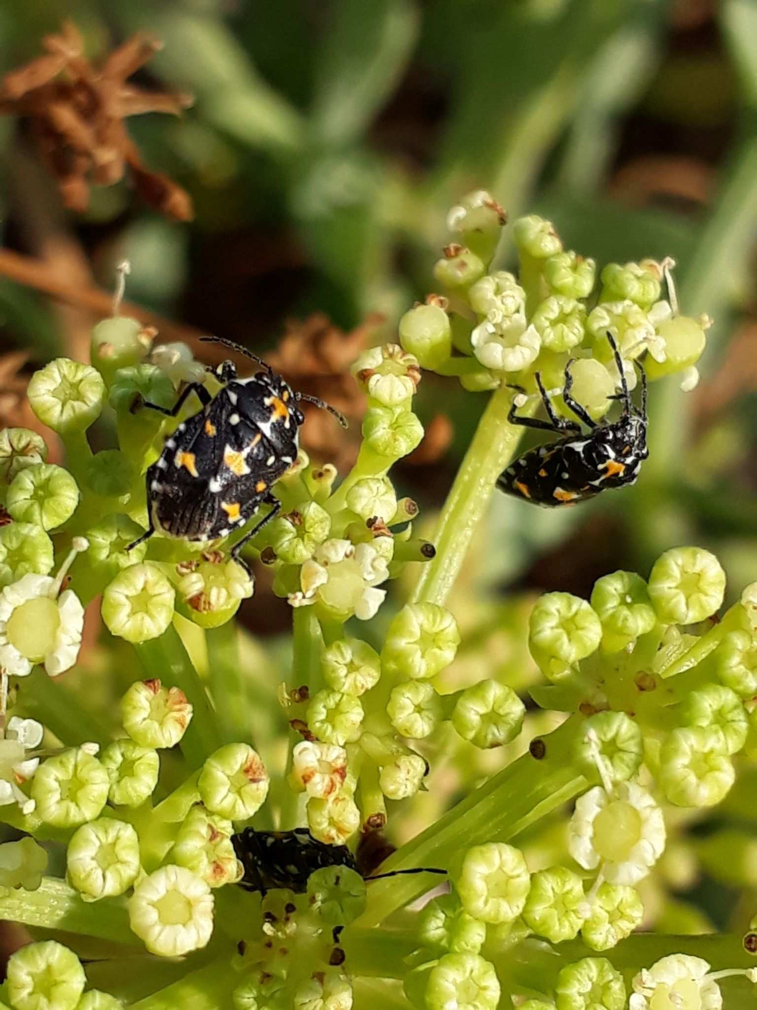 Stenozygum coloratum