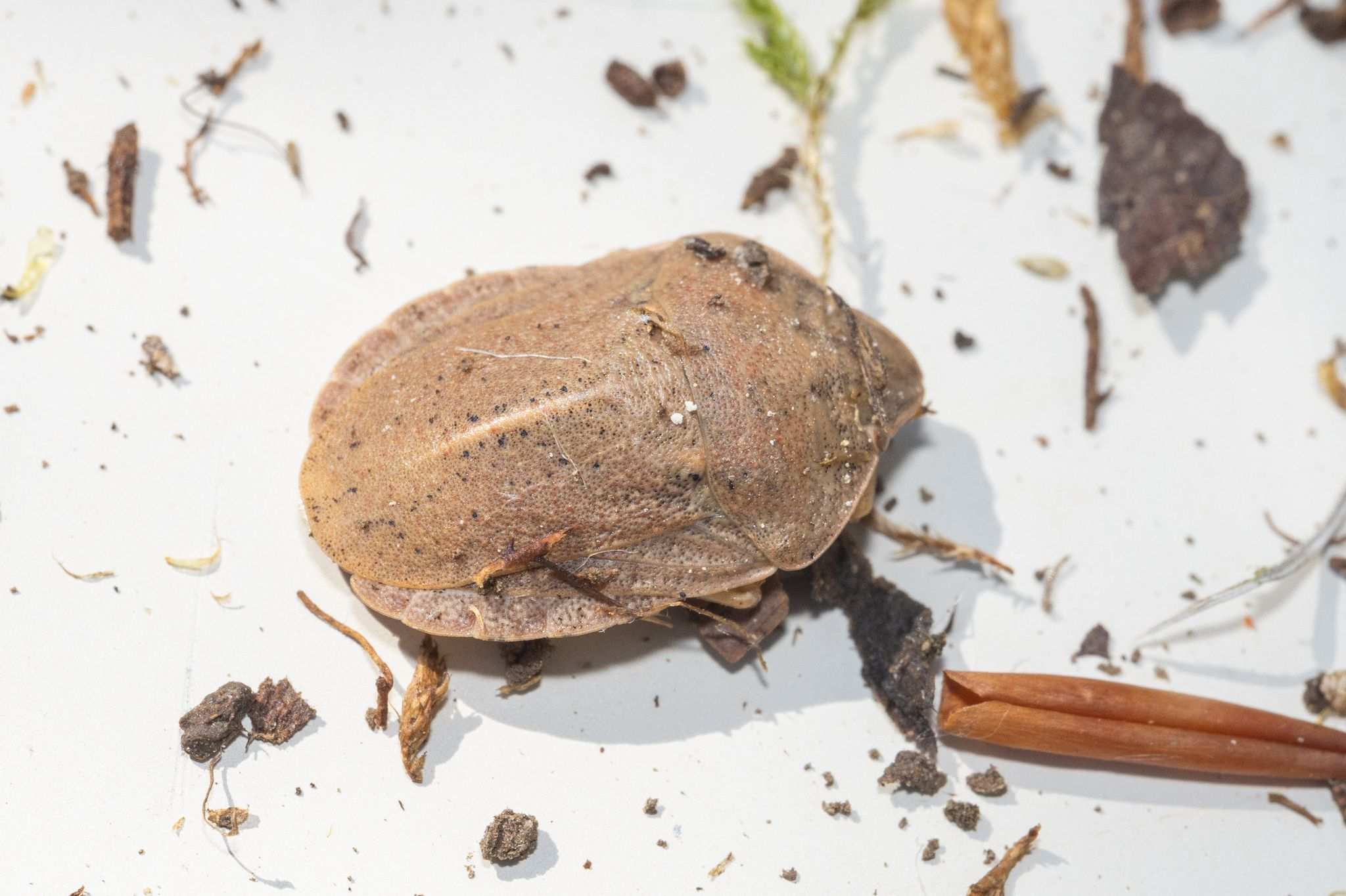 Eurygaster austriaca