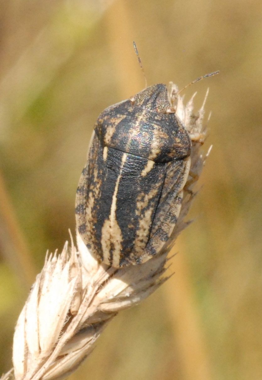Eurygaster austriaca