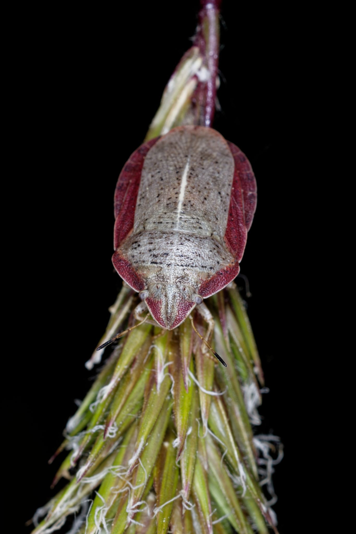 Eurygaster austriaca