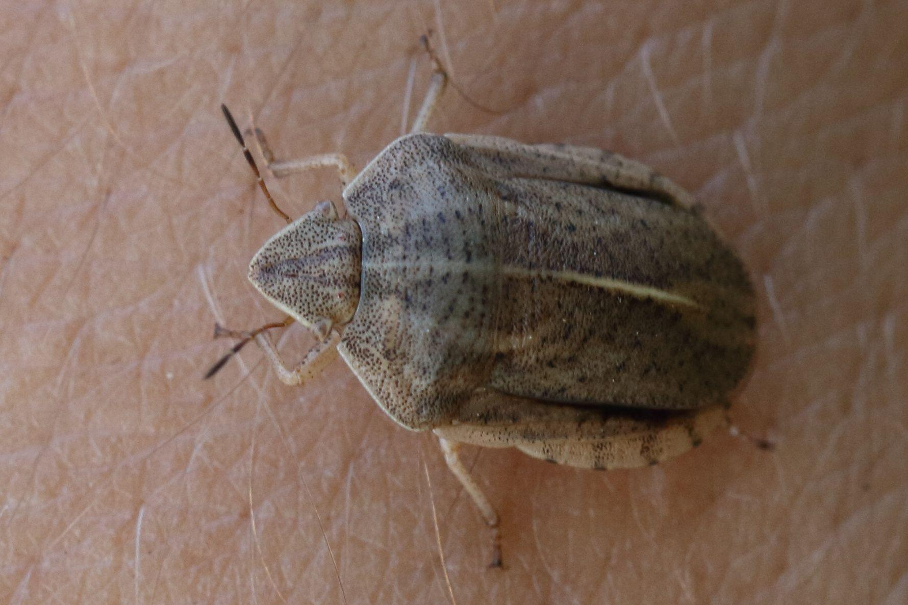 Eurygaster austriaca