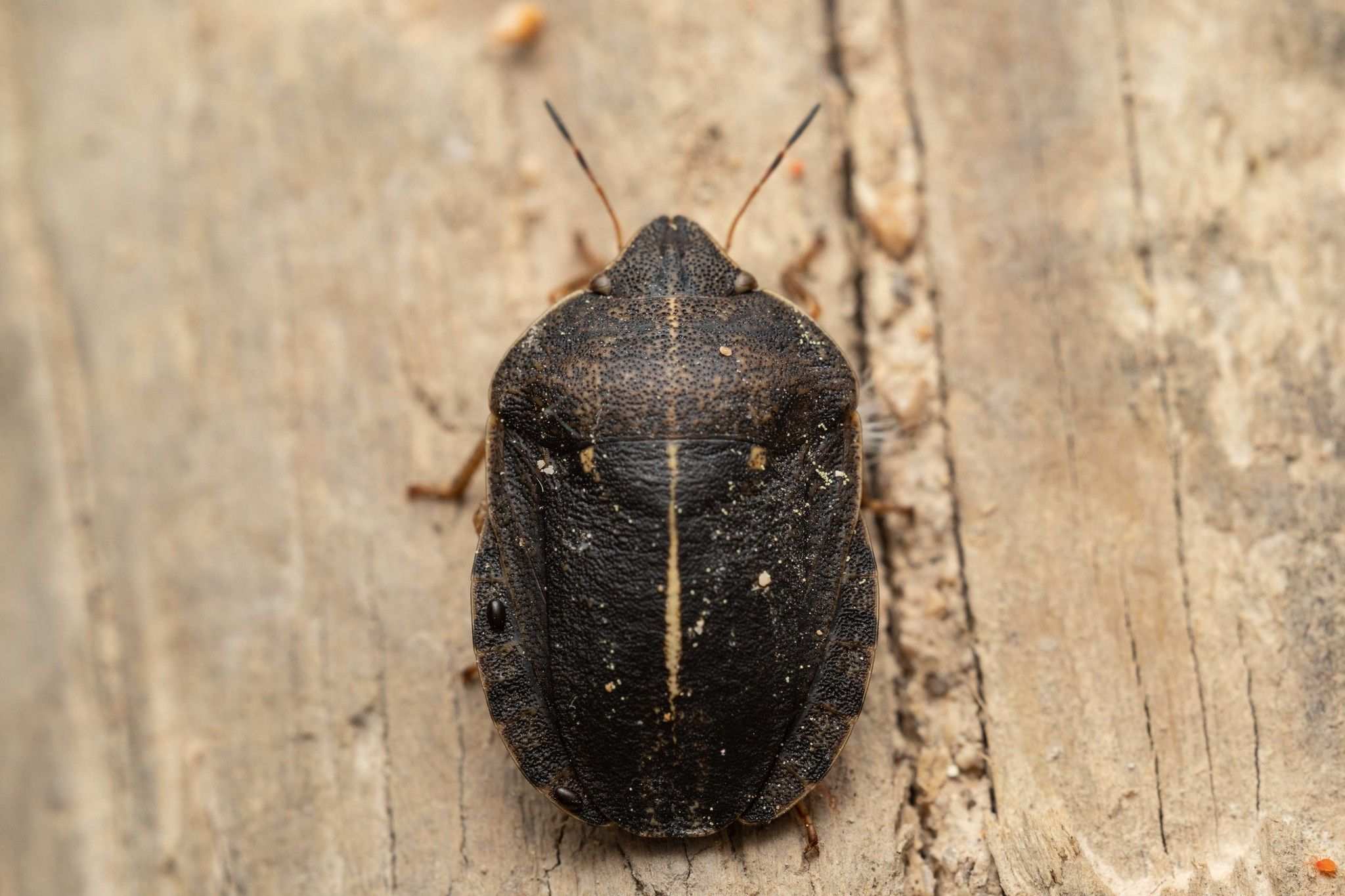 Eurygaster austriaca
