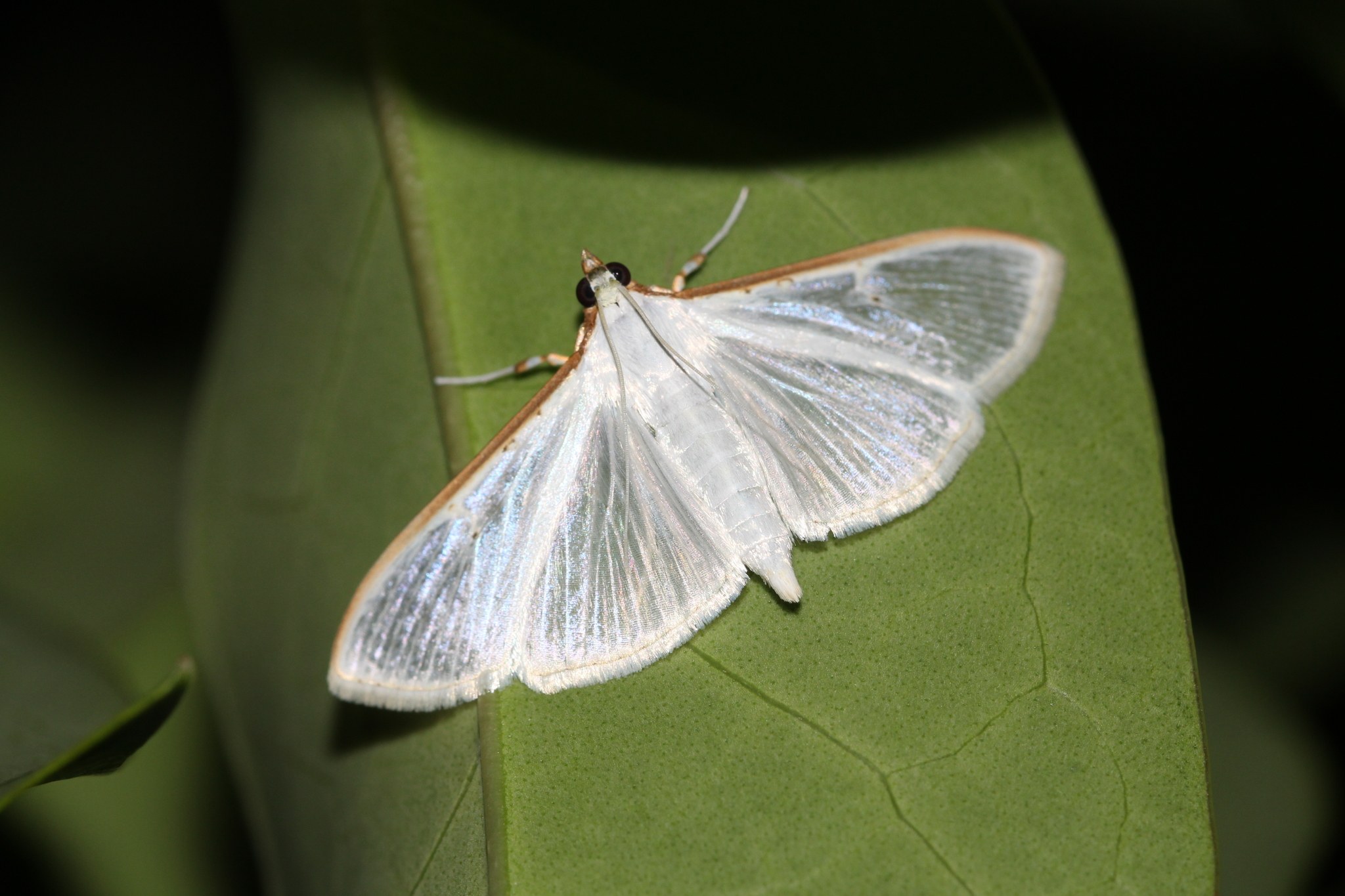 Palpita unionalis