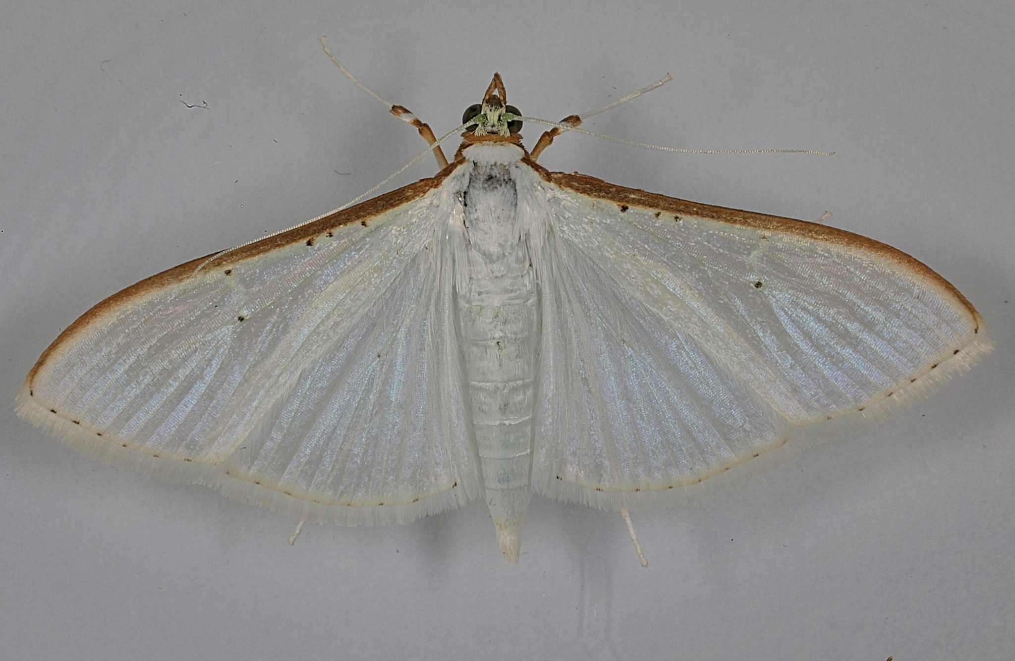 Palpita unionalis