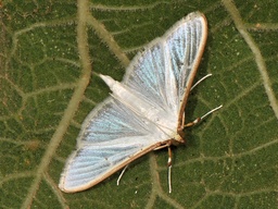 Palpita unionalis