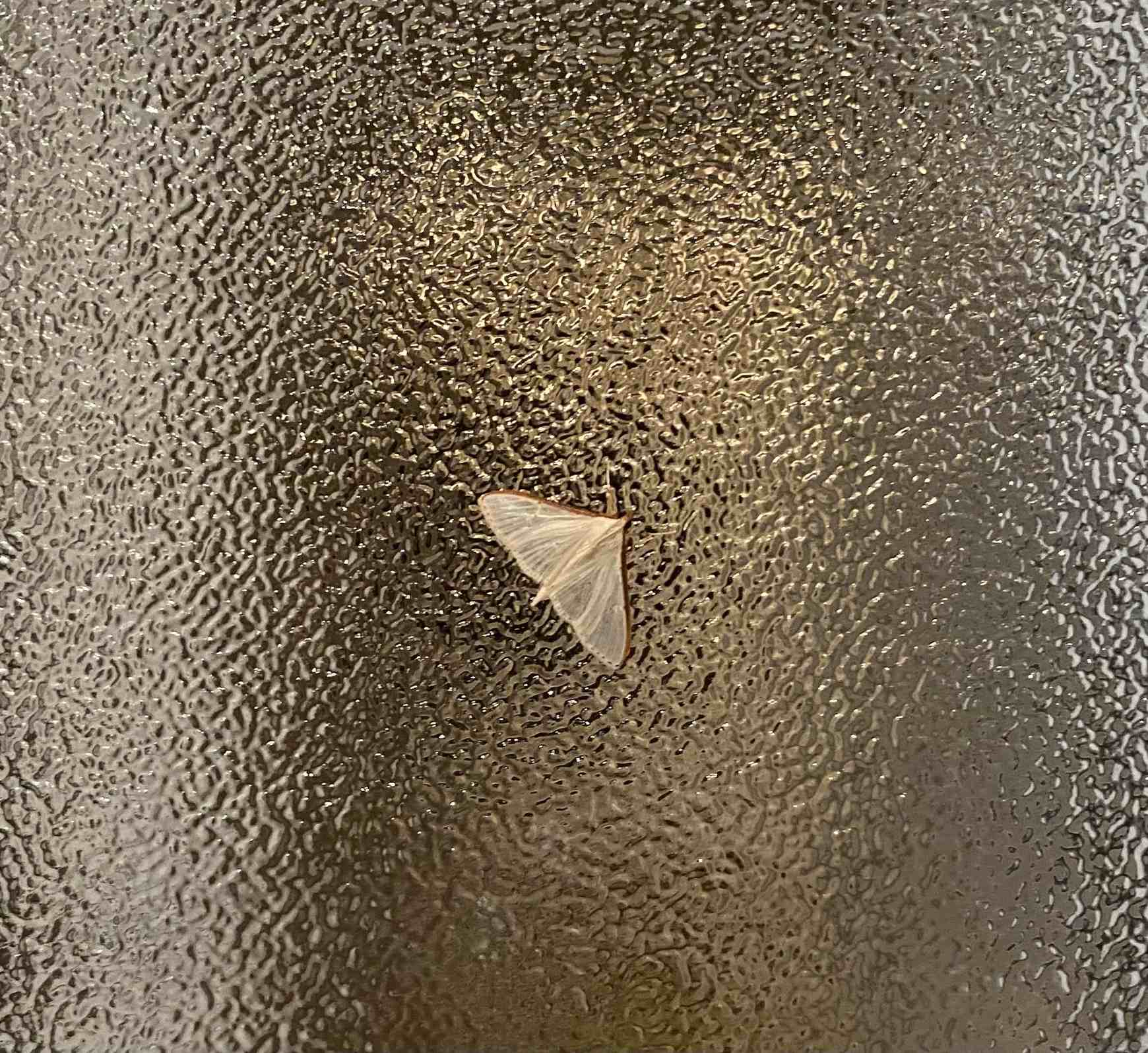 Palpita unionalis