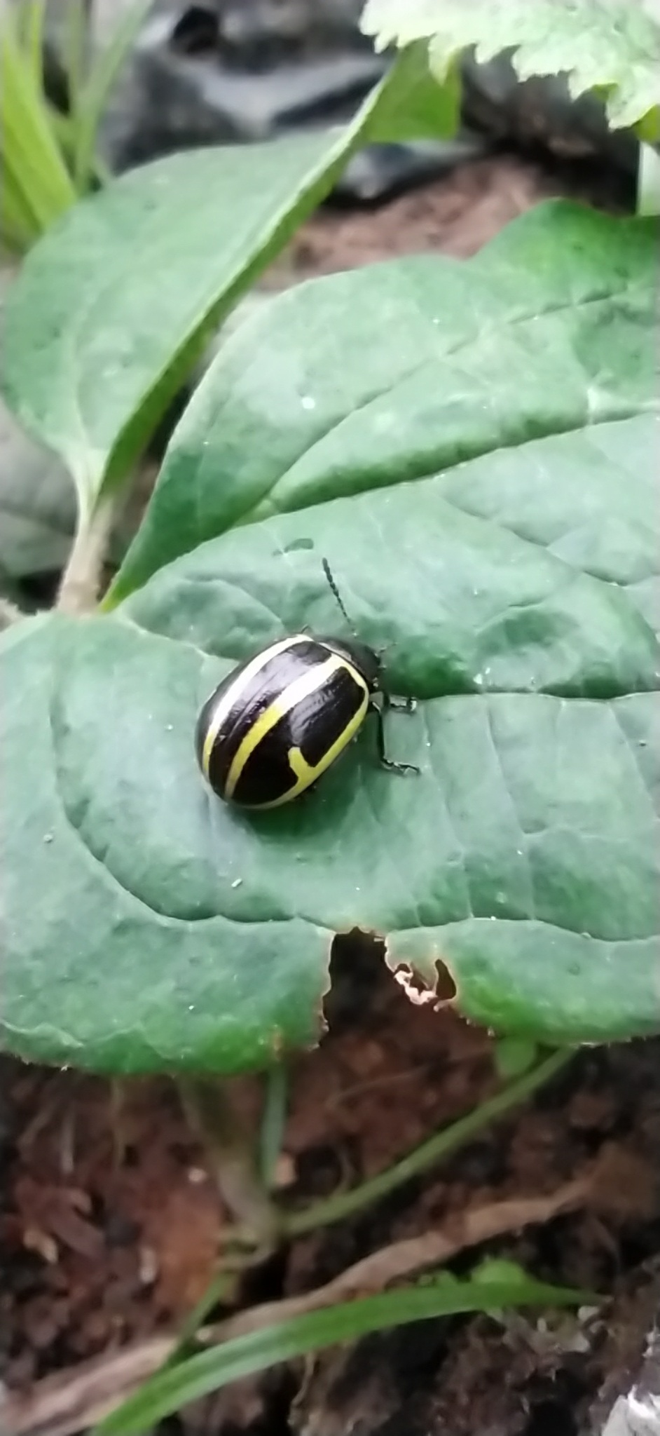 Cosmogramma