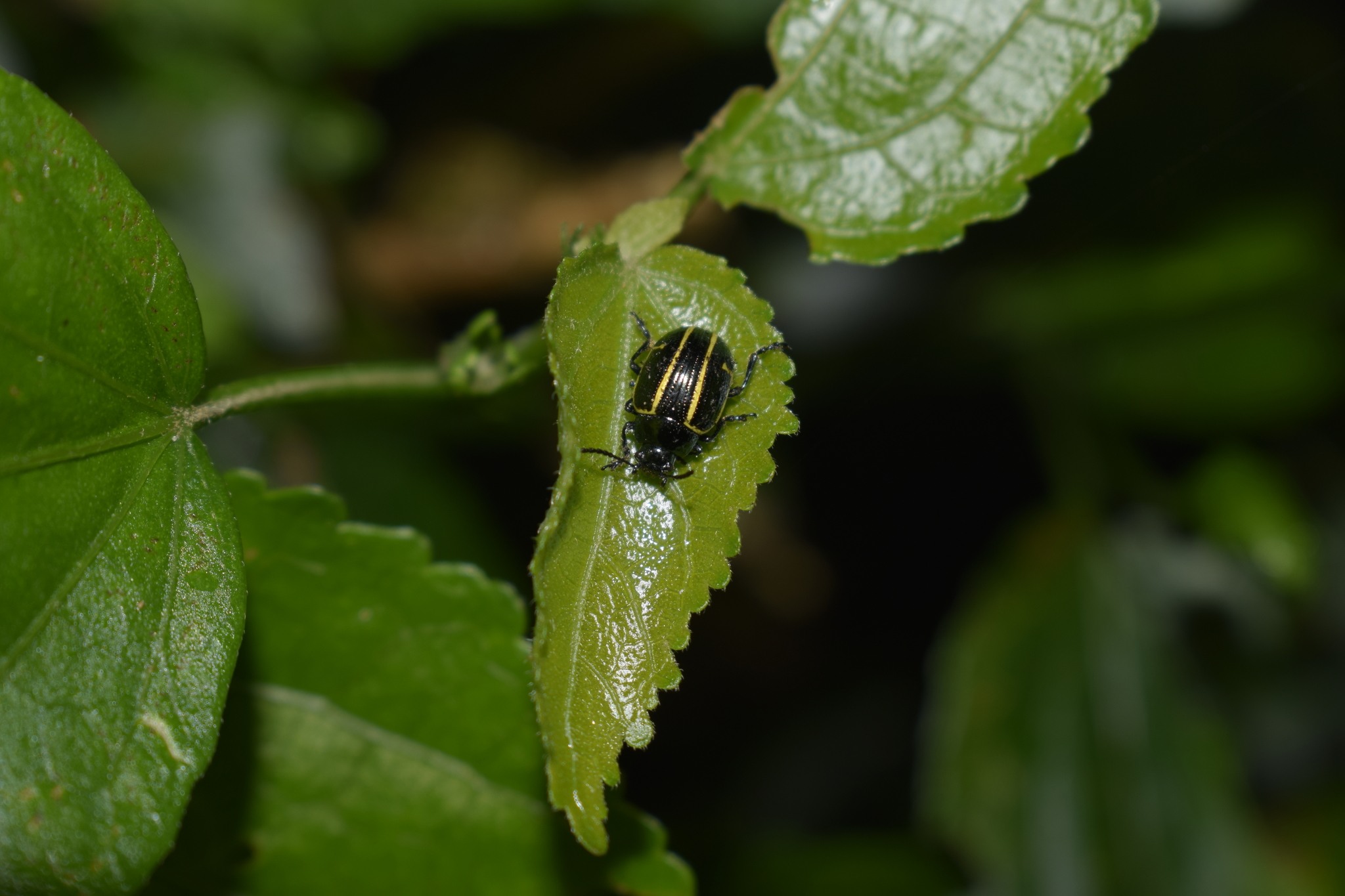 Cosmogramma