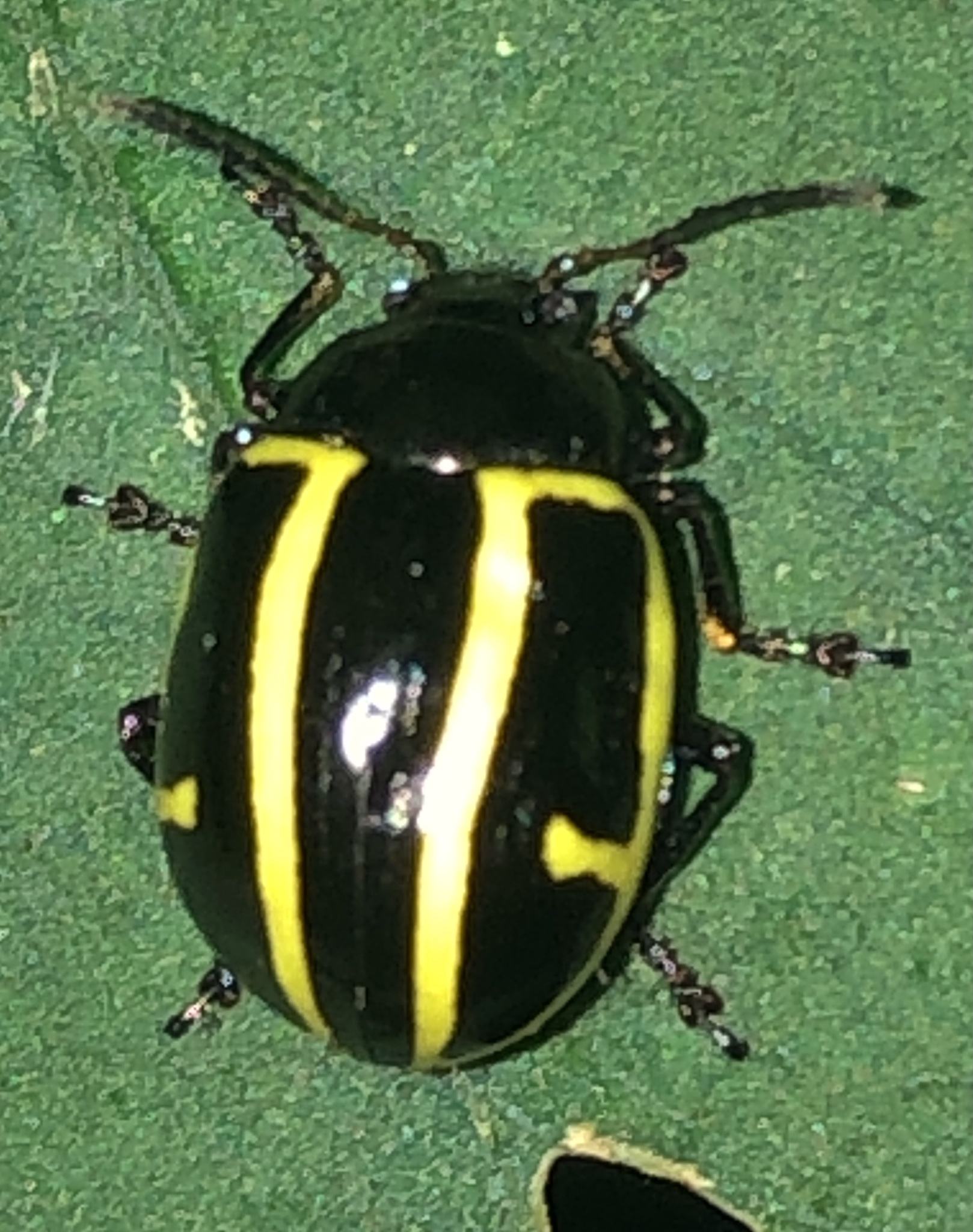 Cosmogramma