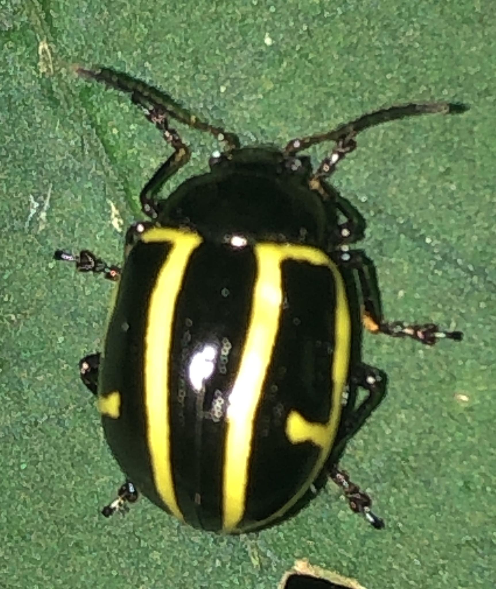 Cosmogramma