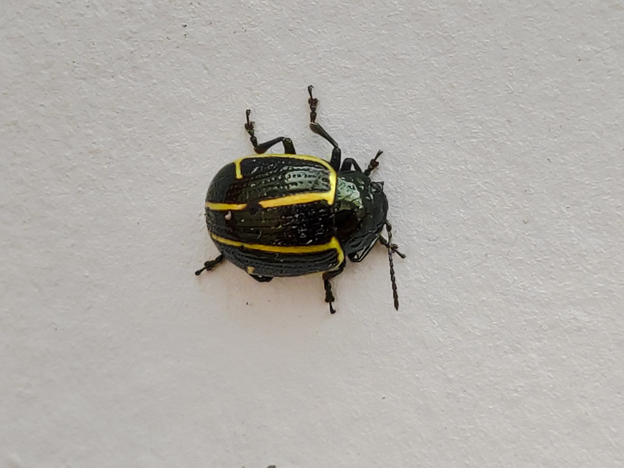 Cosmogramma
