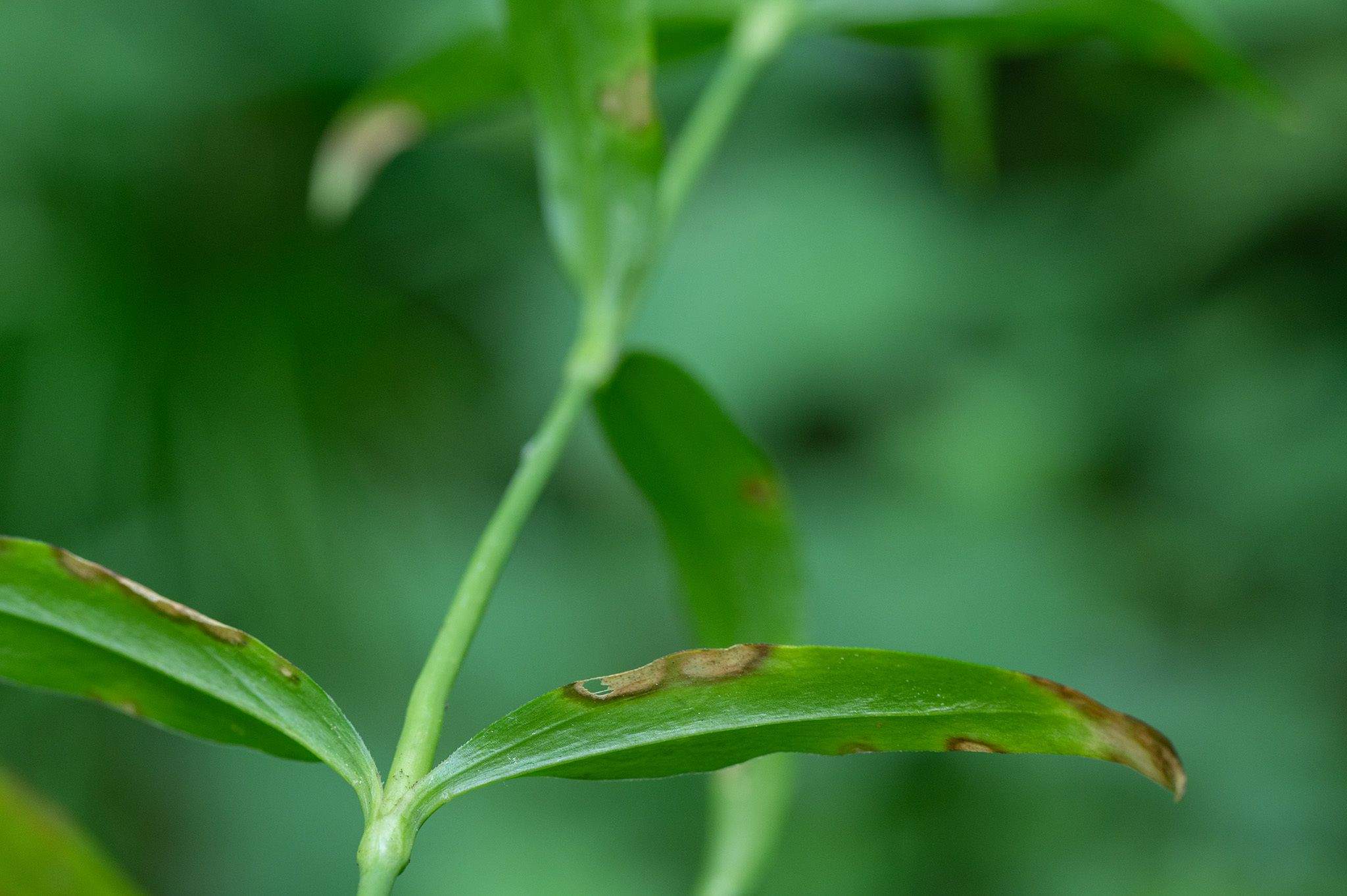 Cladosporium echinulatum