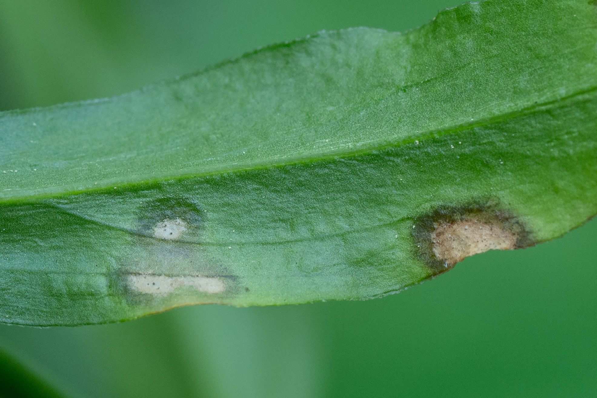 Cladosporium echinulatum