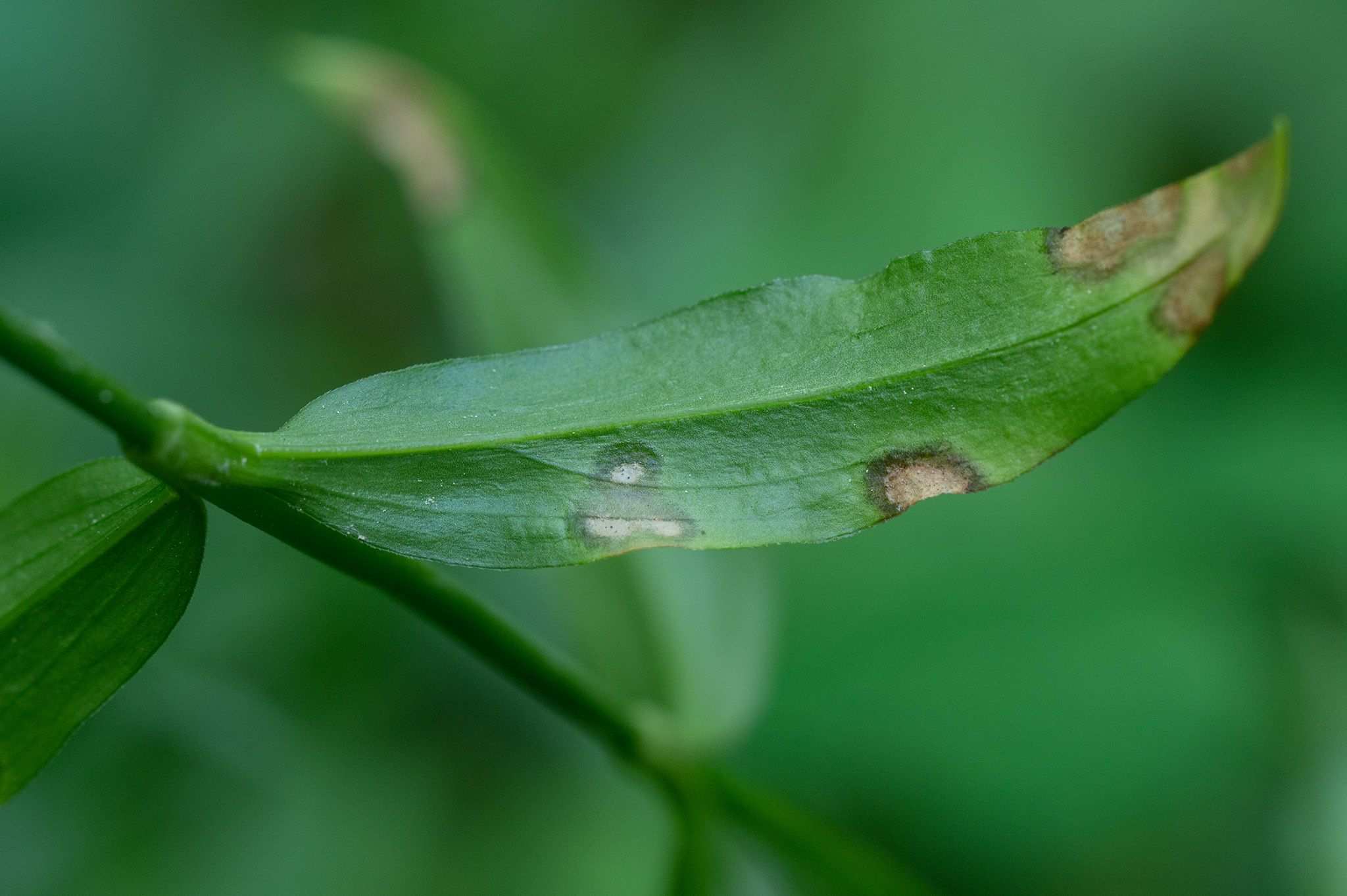 Cladosporium echinulatum