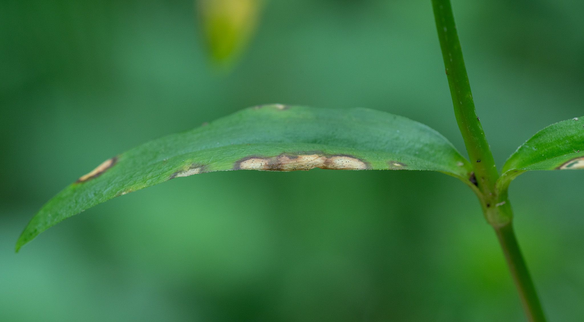 Cladosporium echinulatum