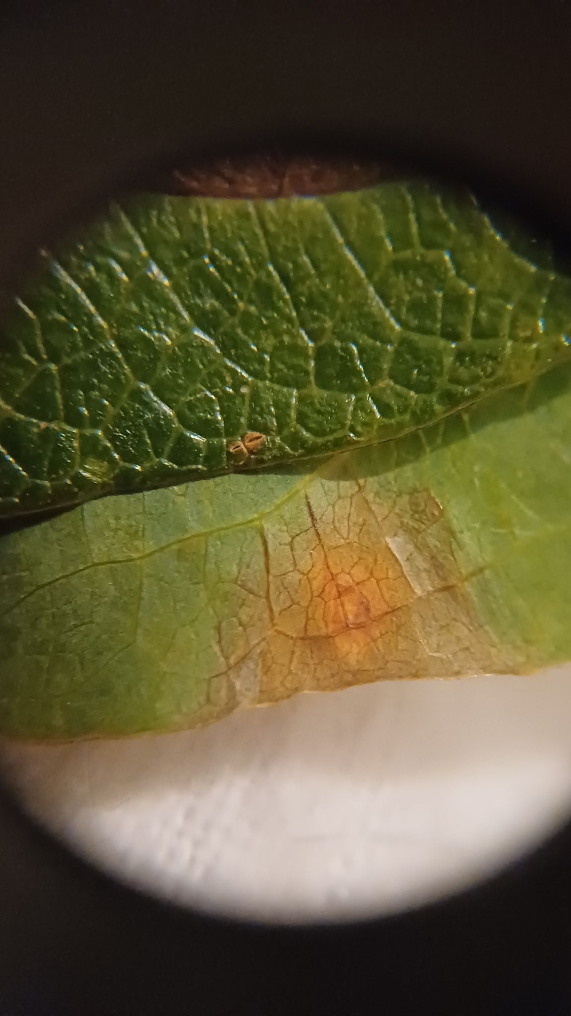 Cladosporium oxysporum