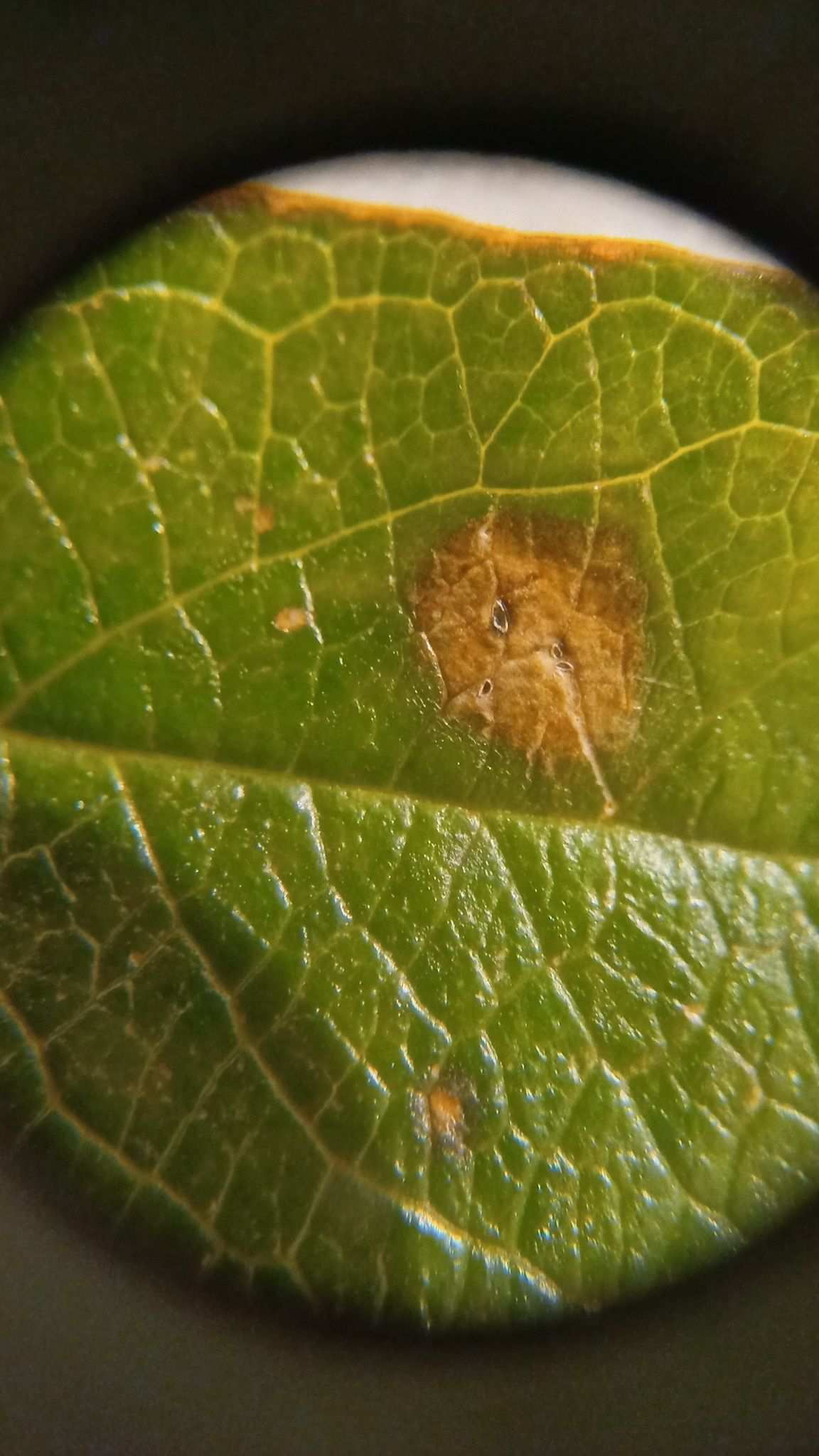 Cladosporium oxysporum