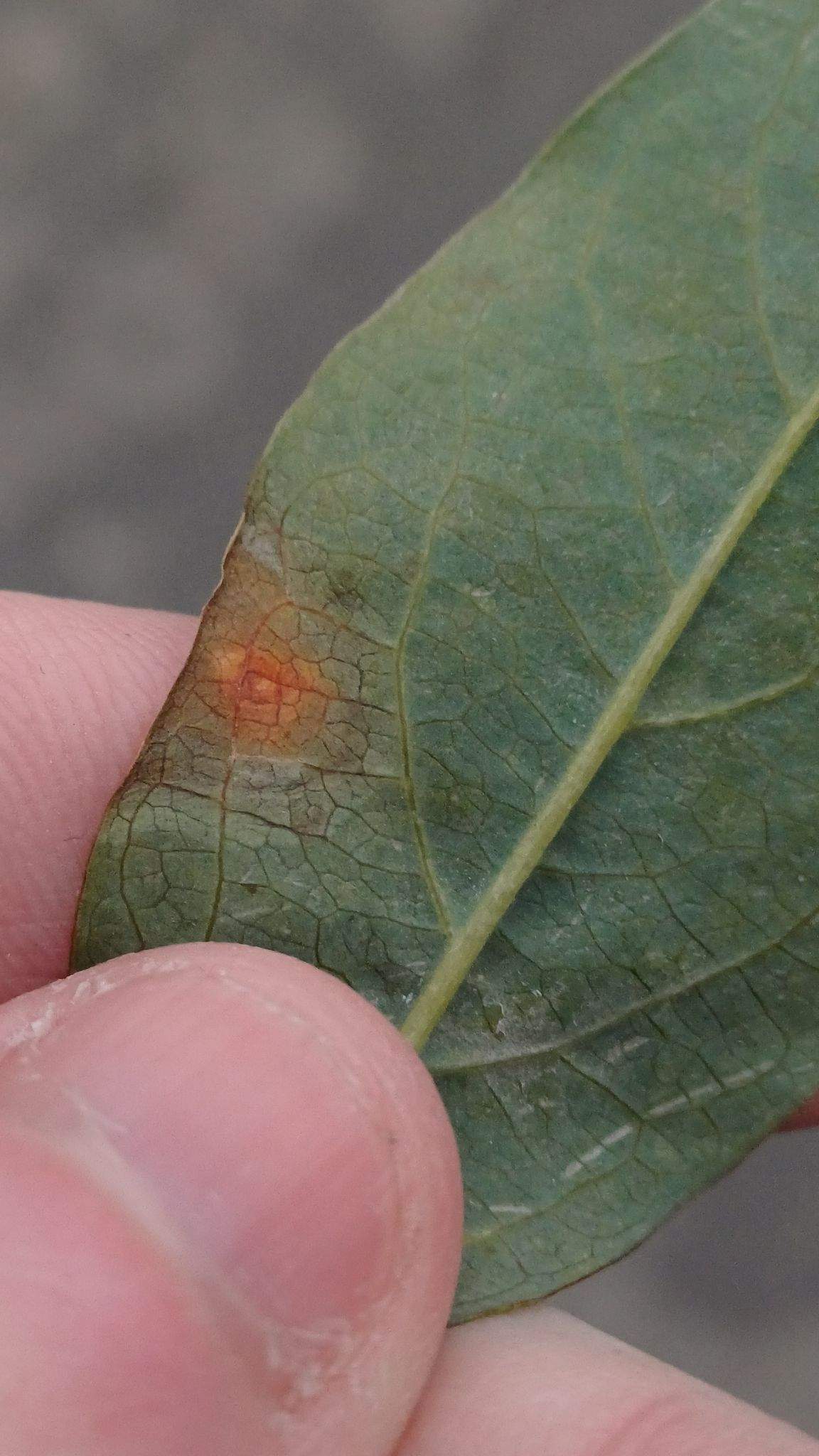 Cladosporium oxysporum