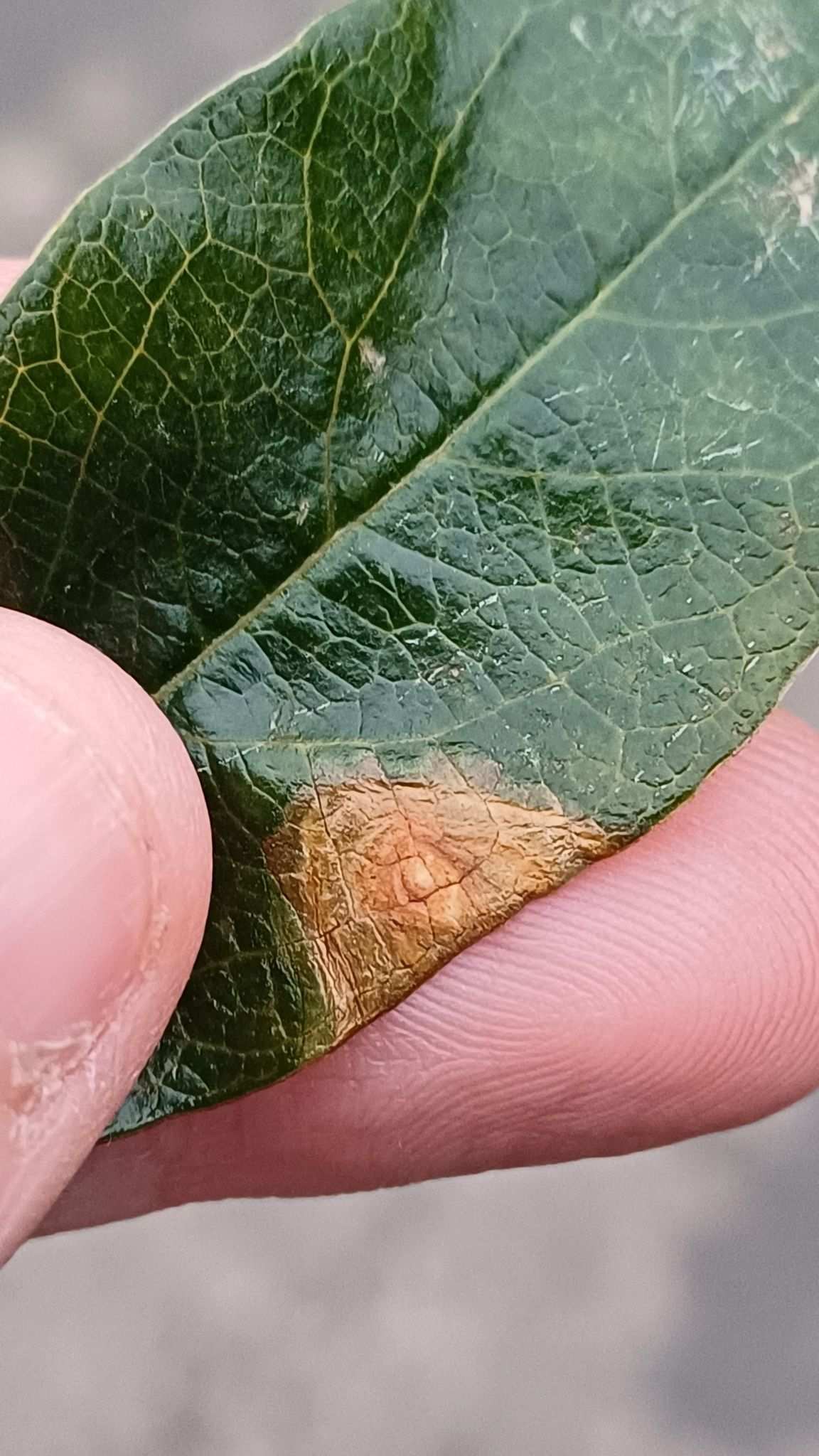 Cladosporium oxysporum
