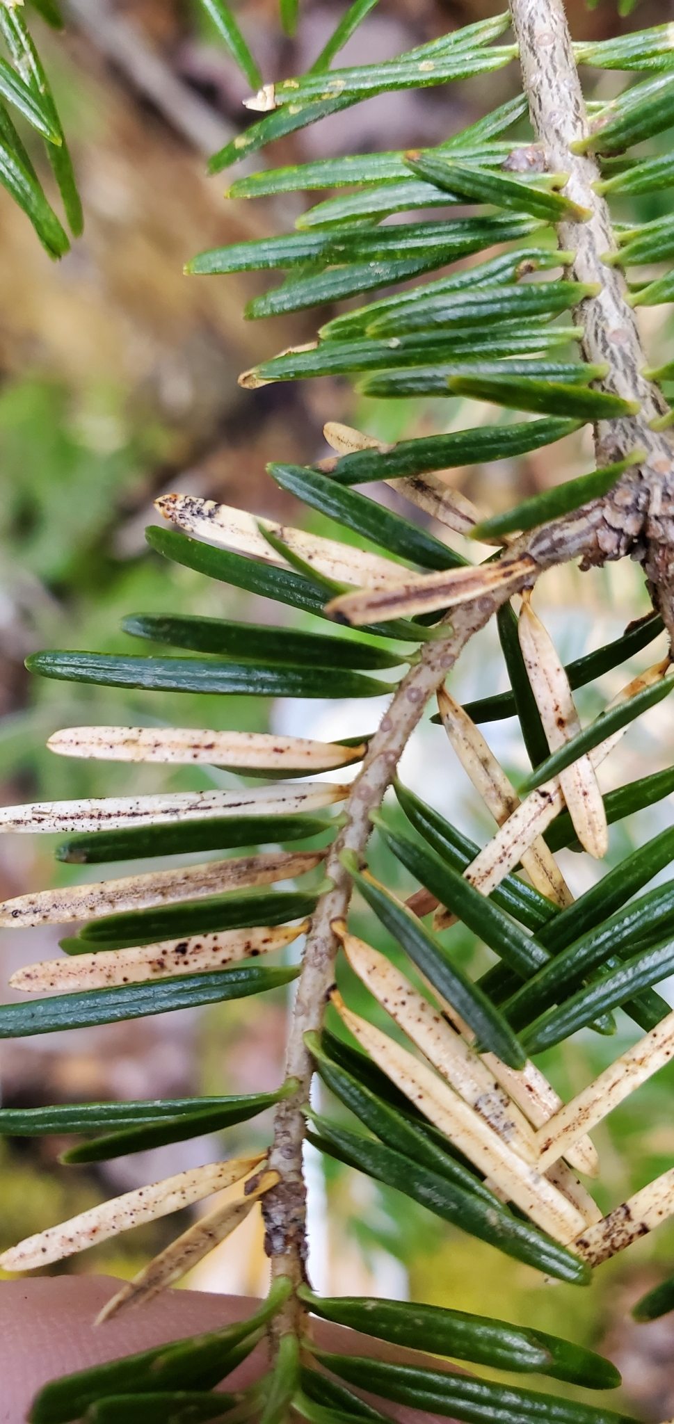 Rhabdocline pseudotsugae