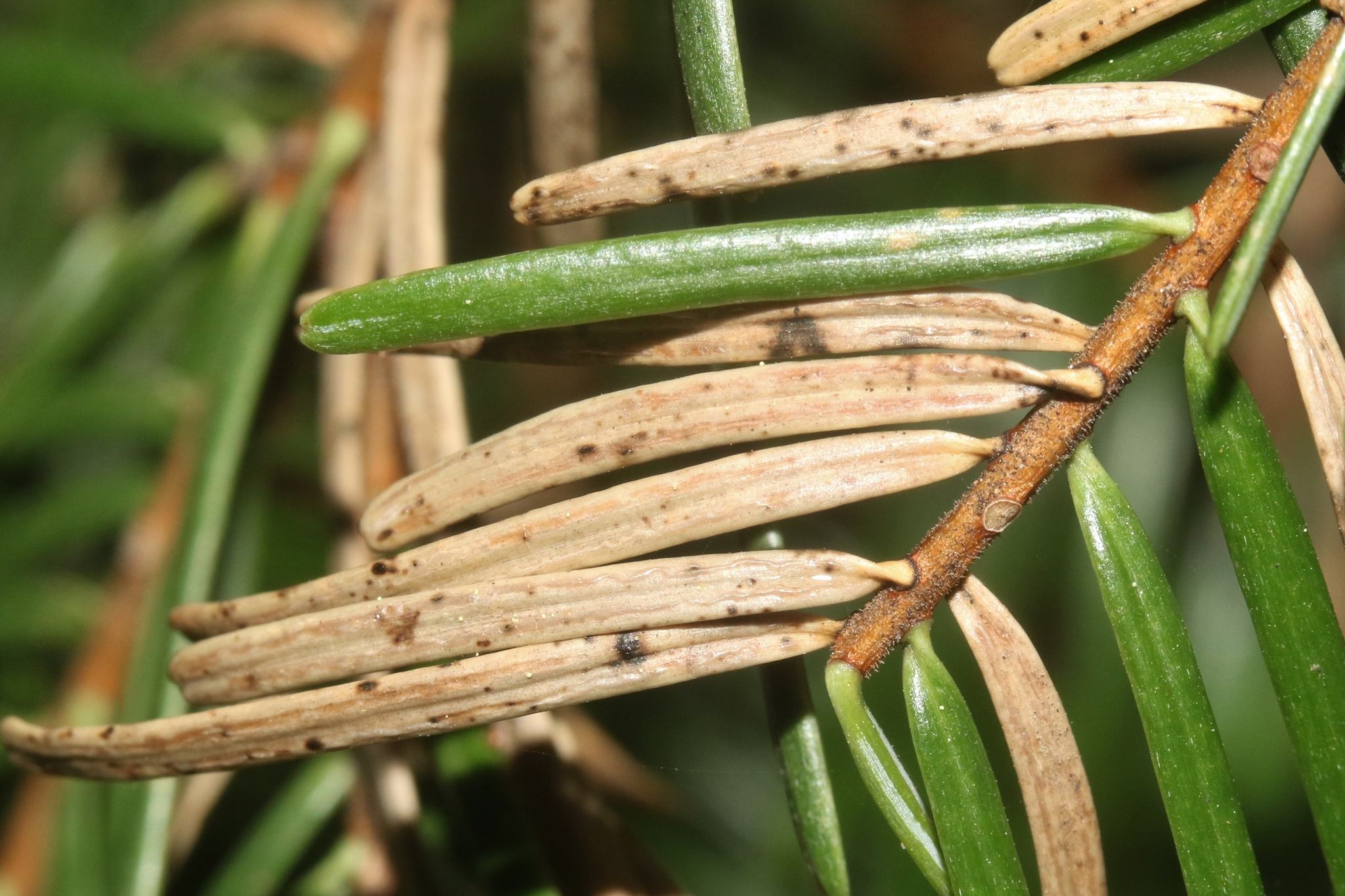 Rhabdocline pseudotsugae