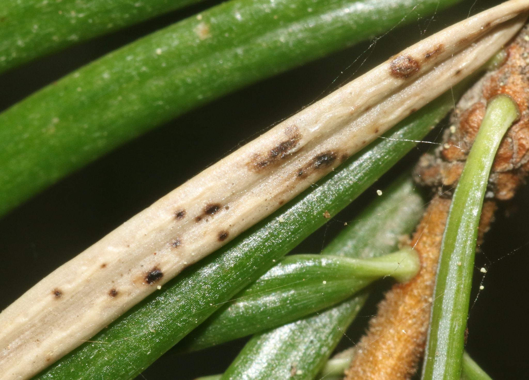 Rhabdocline pseudotsugae