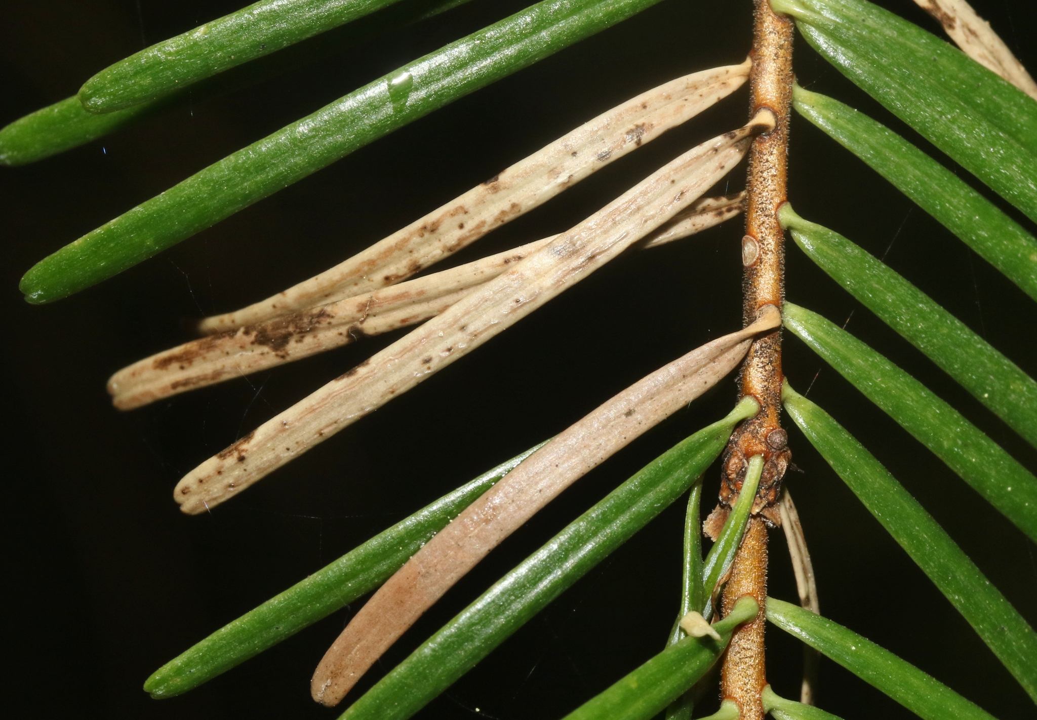Rhabdocline pseudotsugae