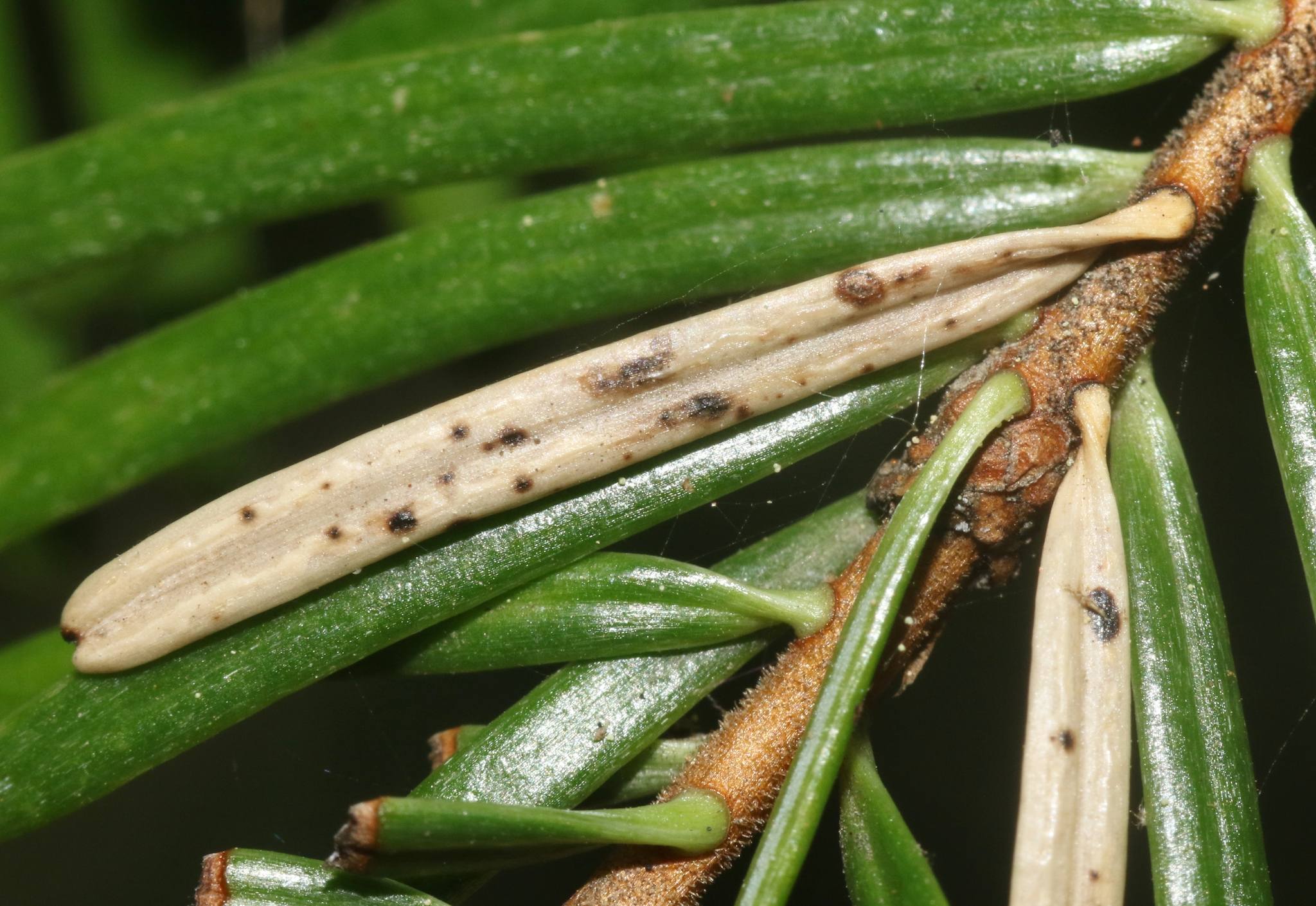 Rhabdocline pseudotsugae