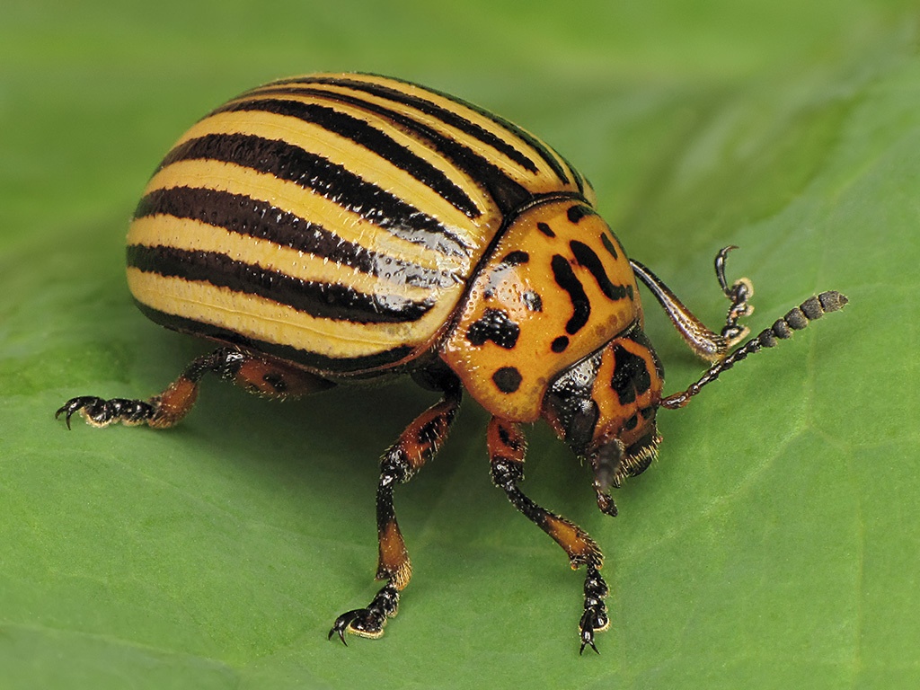 Leptinotarsa decemlineata