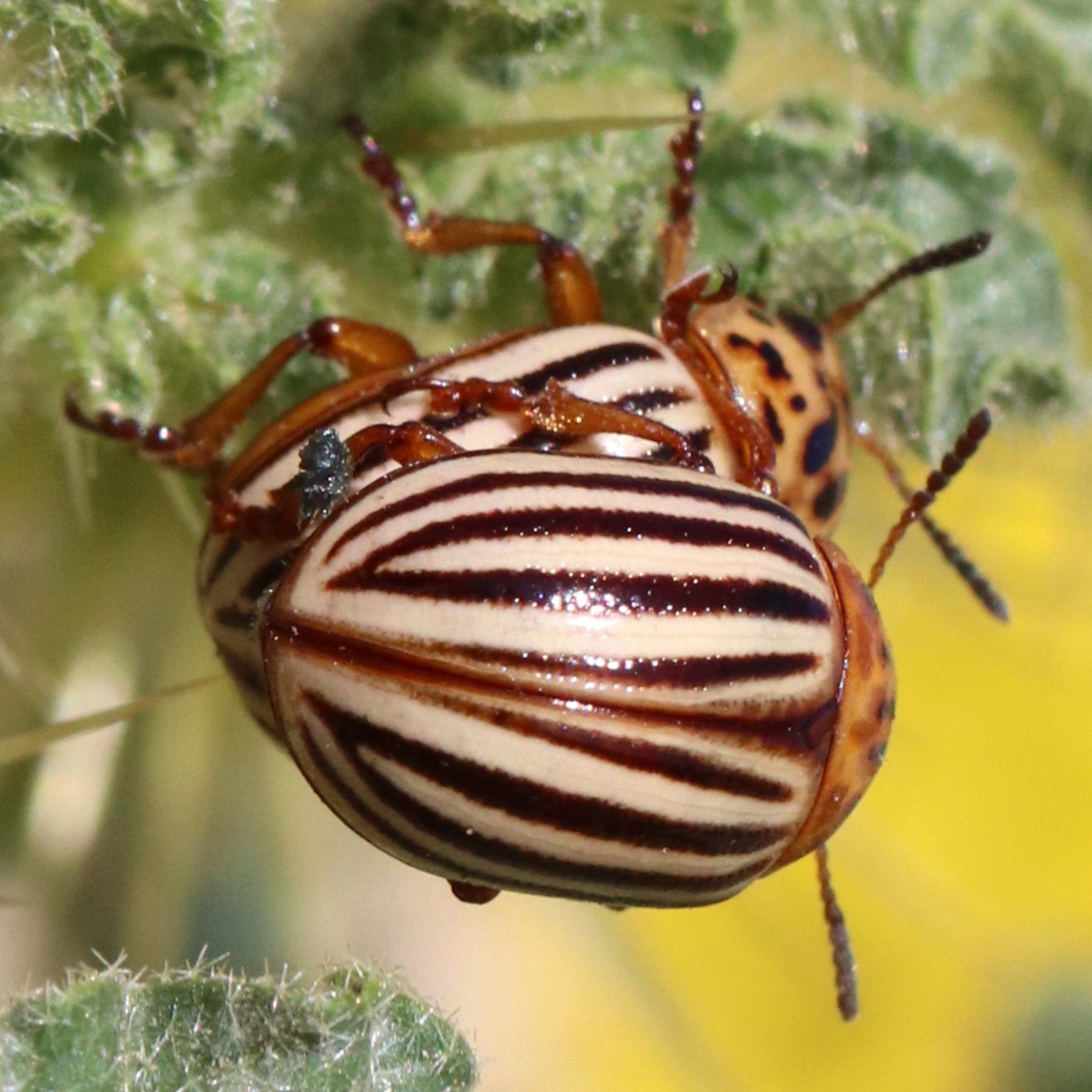 Leptinotarsa decemlineata