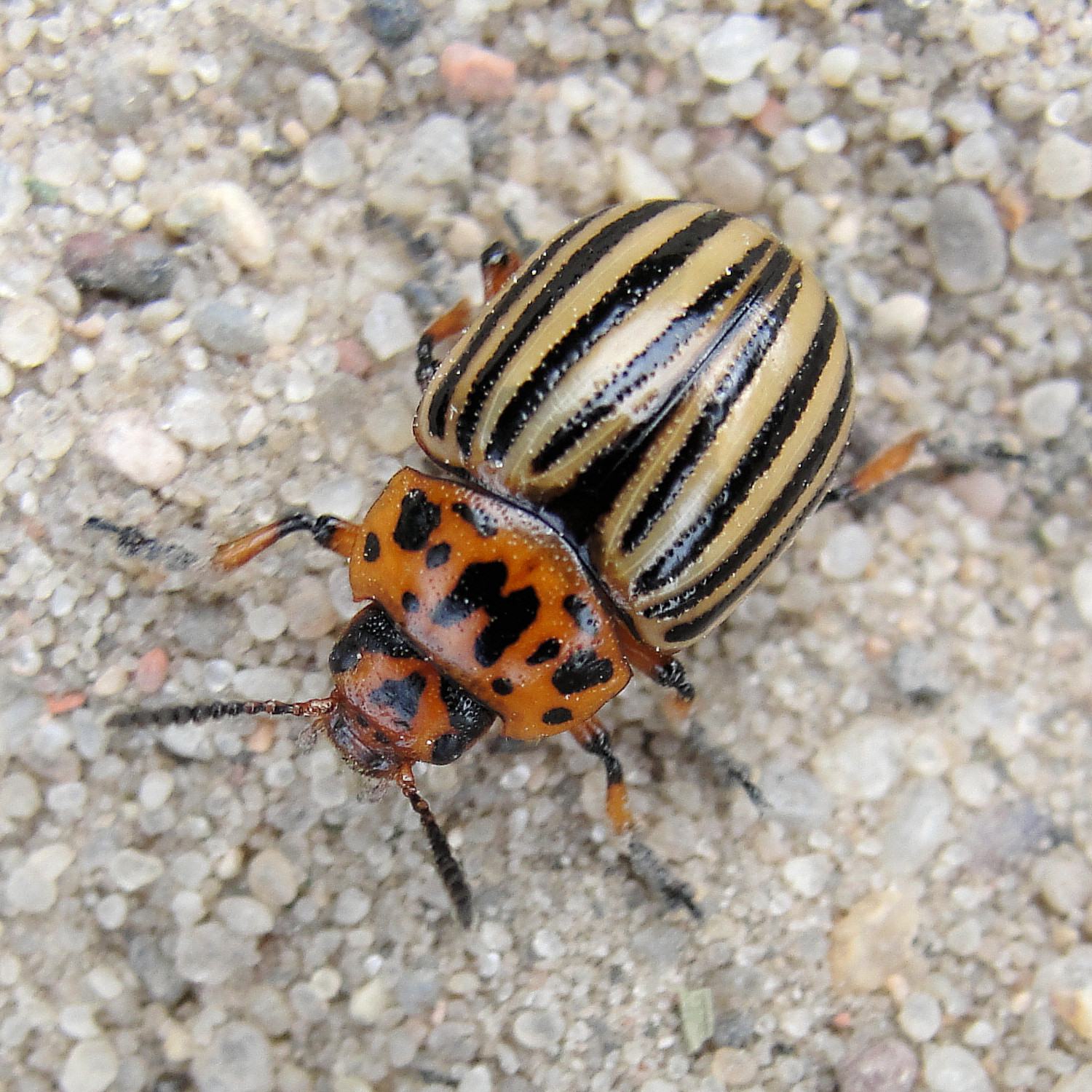 Leptinotarsa decemlineata
