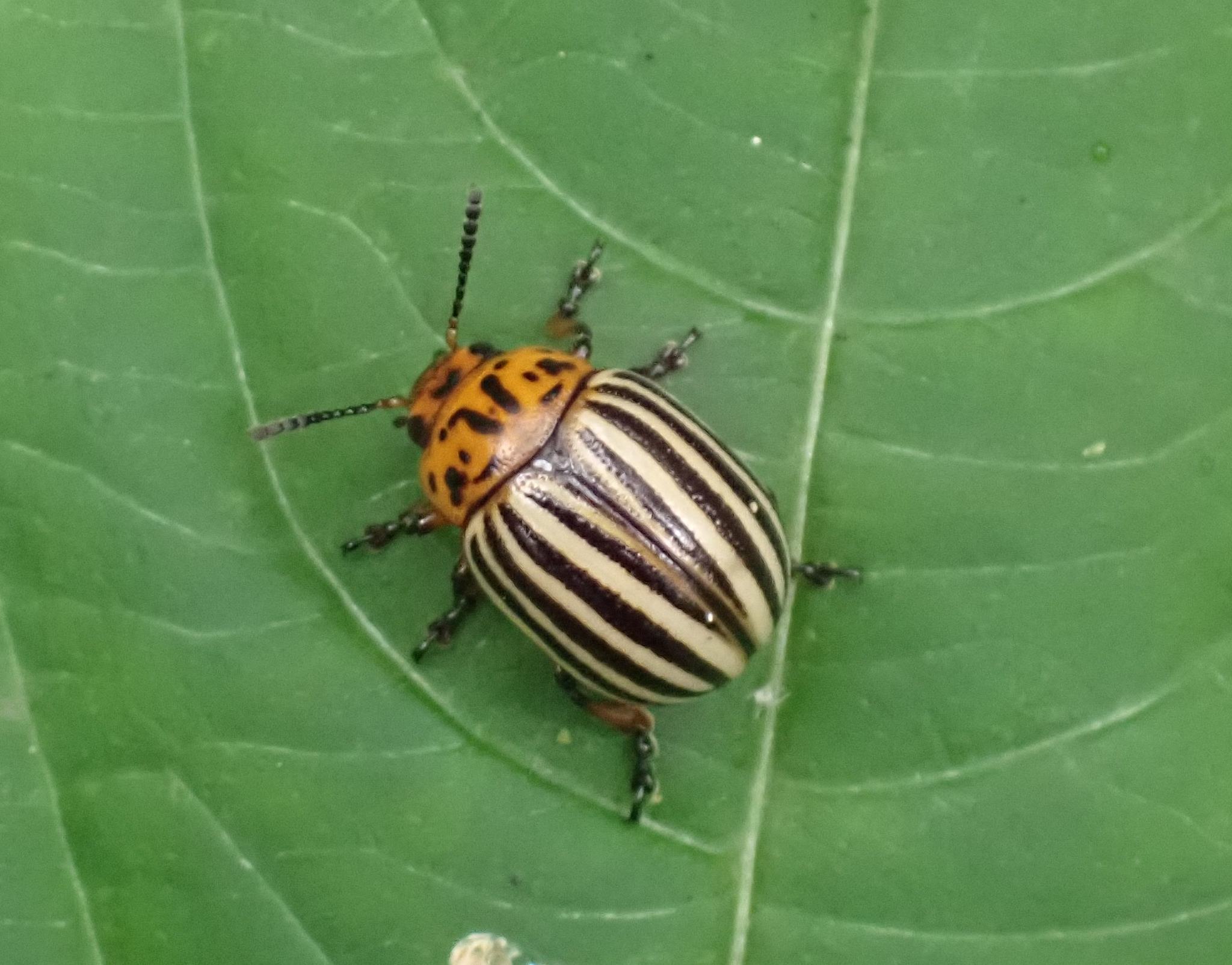 Leptinotarsa decemlineata