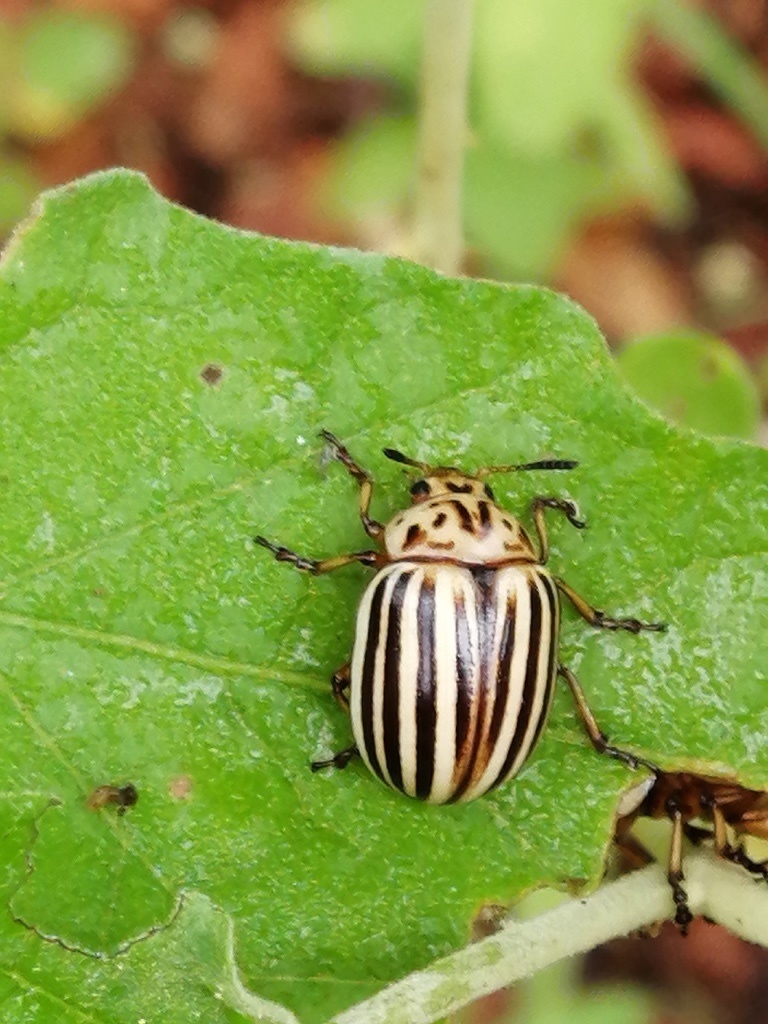 Leptinotarsa decemlineata