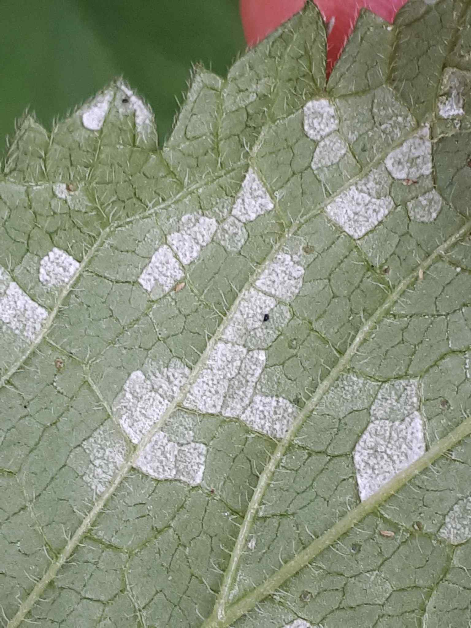 Ramularia lamii