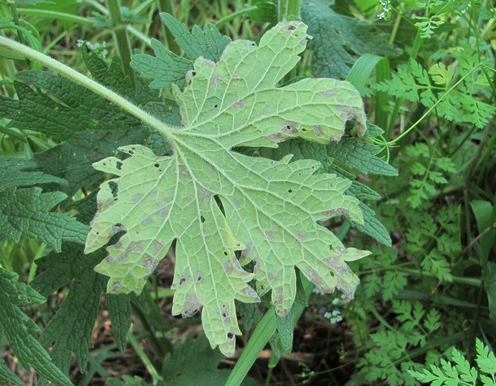 Ramularia lamii